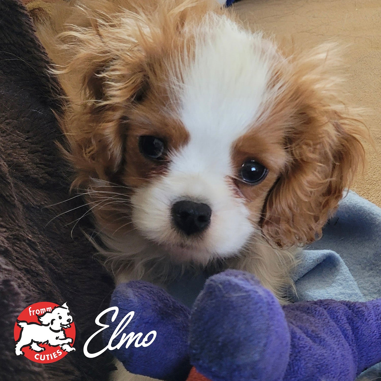 Cavalier King Charles Spaniel puppy Elmo with a purple toy, from the Fromm Cuties gallery
