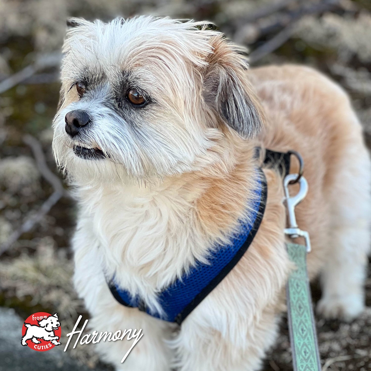 Small scruffy tan and white dog Harmony in a blue harness on a walk, from the Fromm Cuties gallery