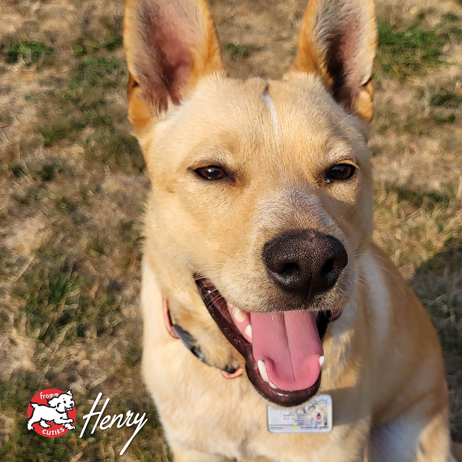 Tan dog Henry smiling up at the camera, from the Fromm Cuties gallery