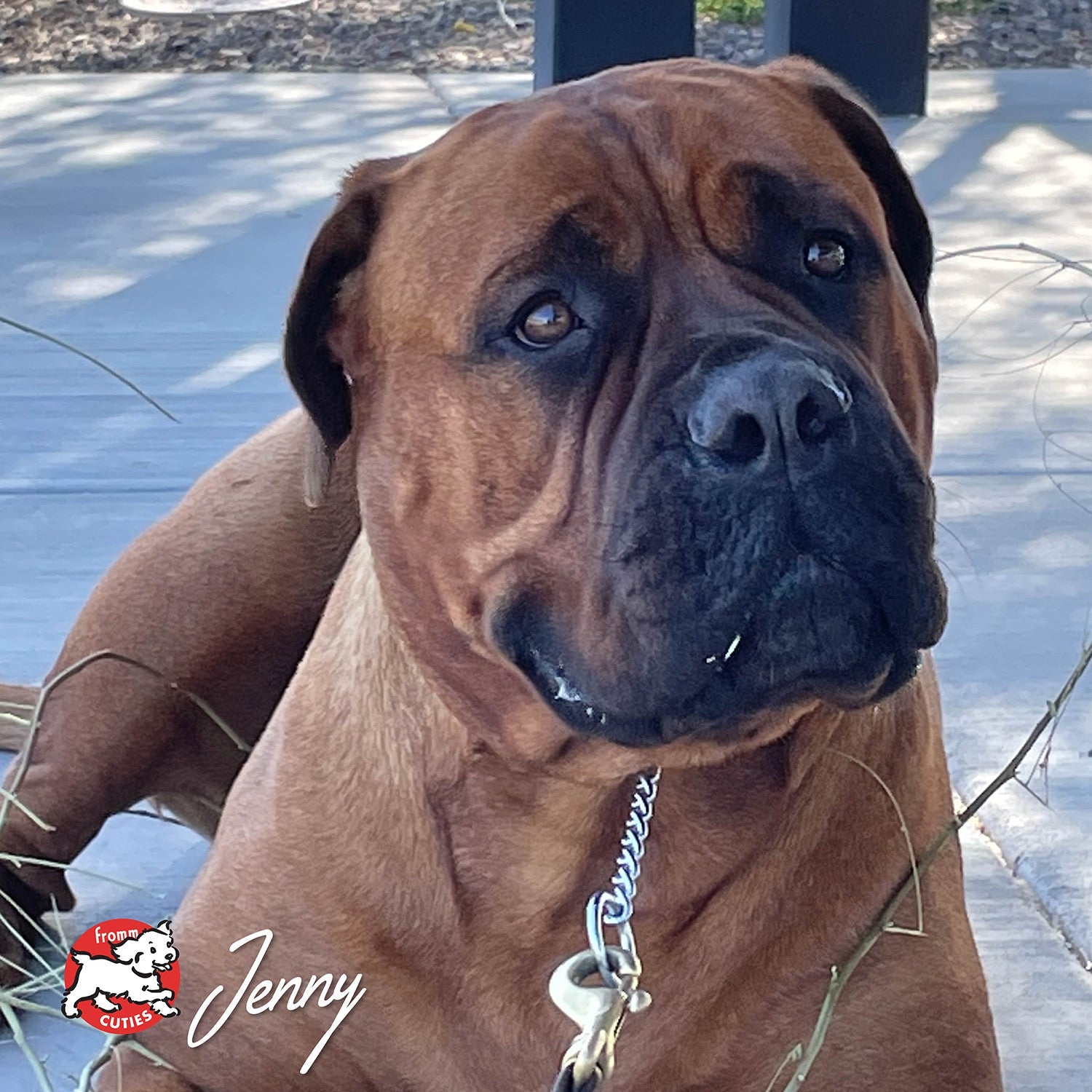 Large brown dog Jenny relaxing on the patio, from the Fromm Cuties gallery