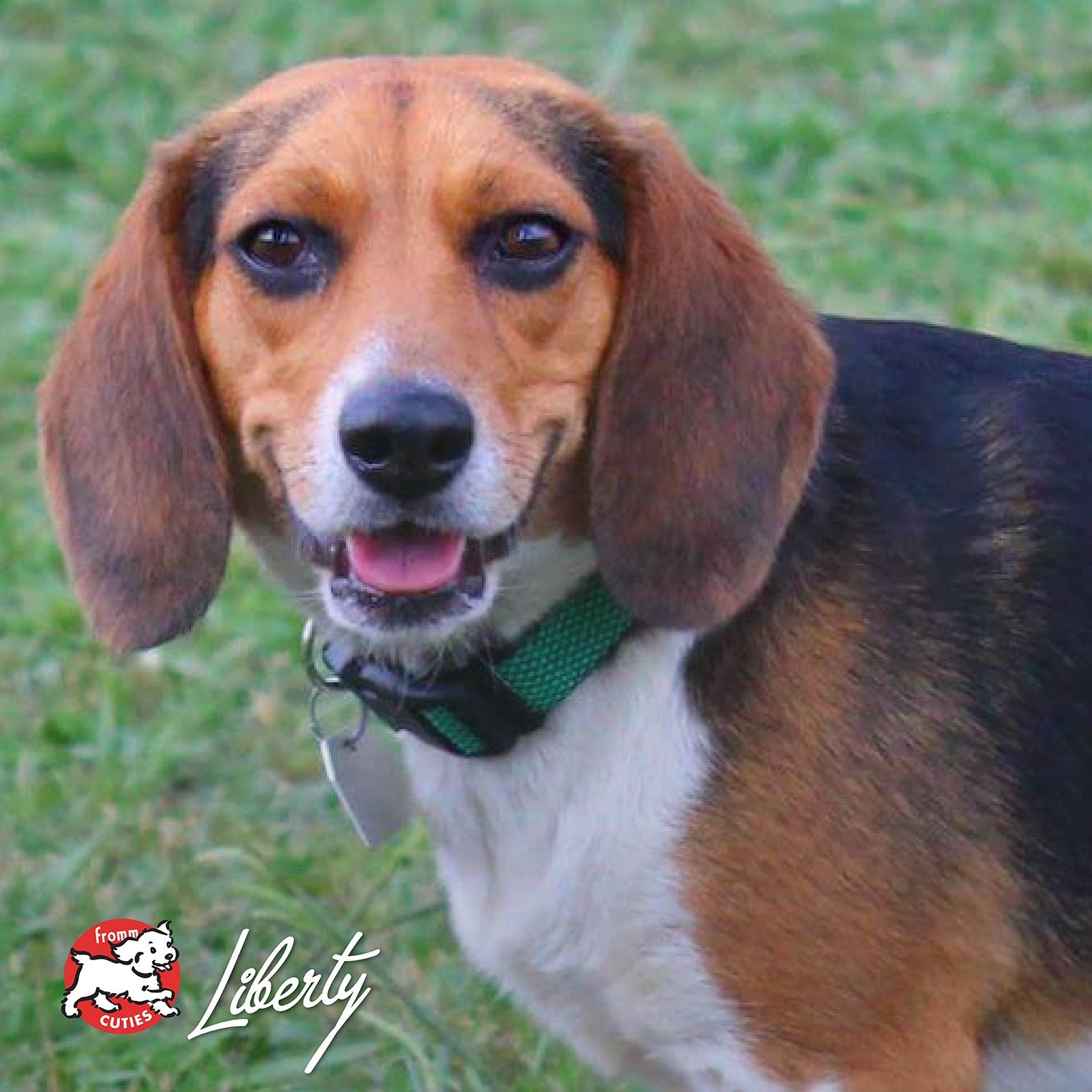 Beagle Liberty in a green collar on the lawn, from the Fromm Cuties gallery