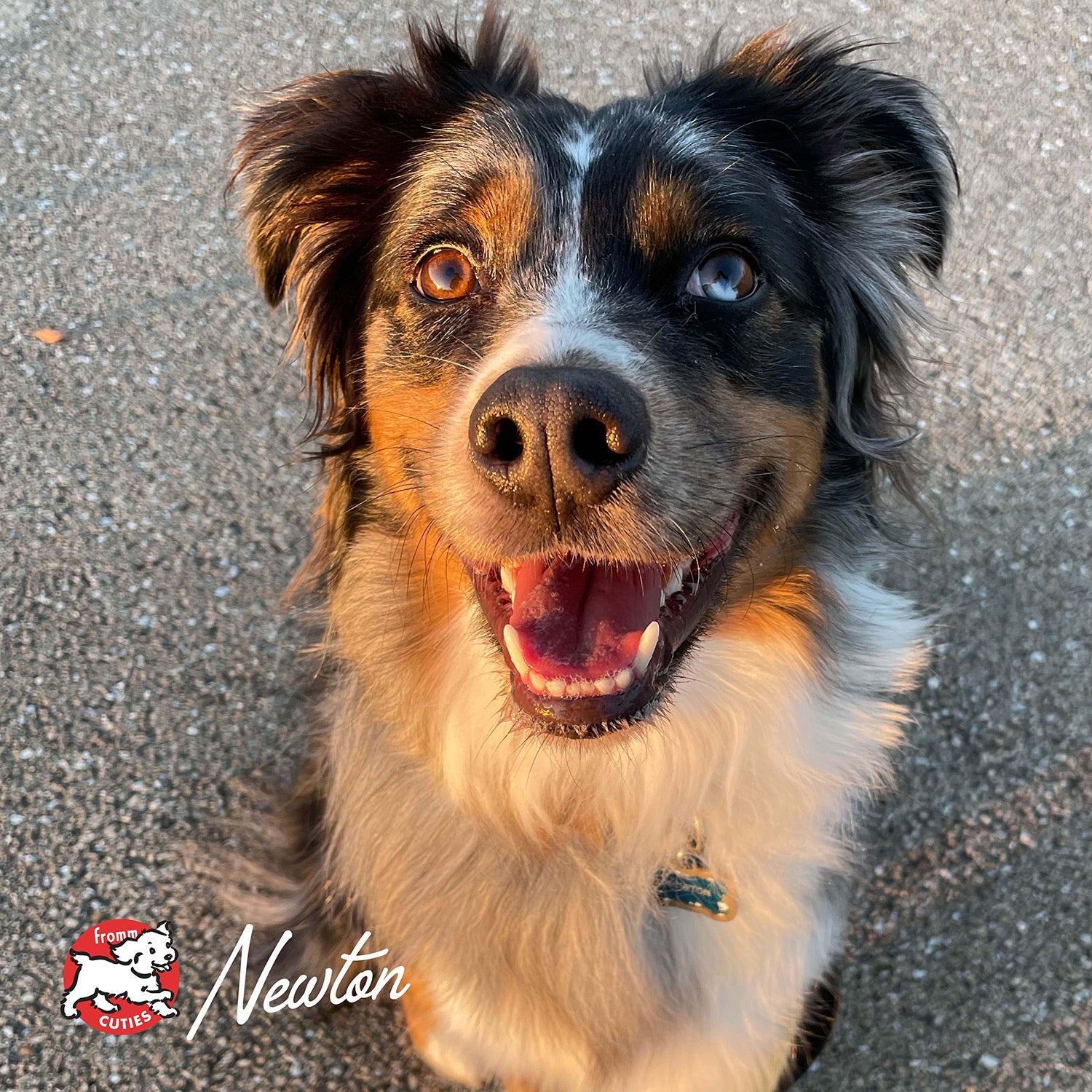 Australian Shepherd Newton smiling up at the camera, from the Fromm Cuties gallery