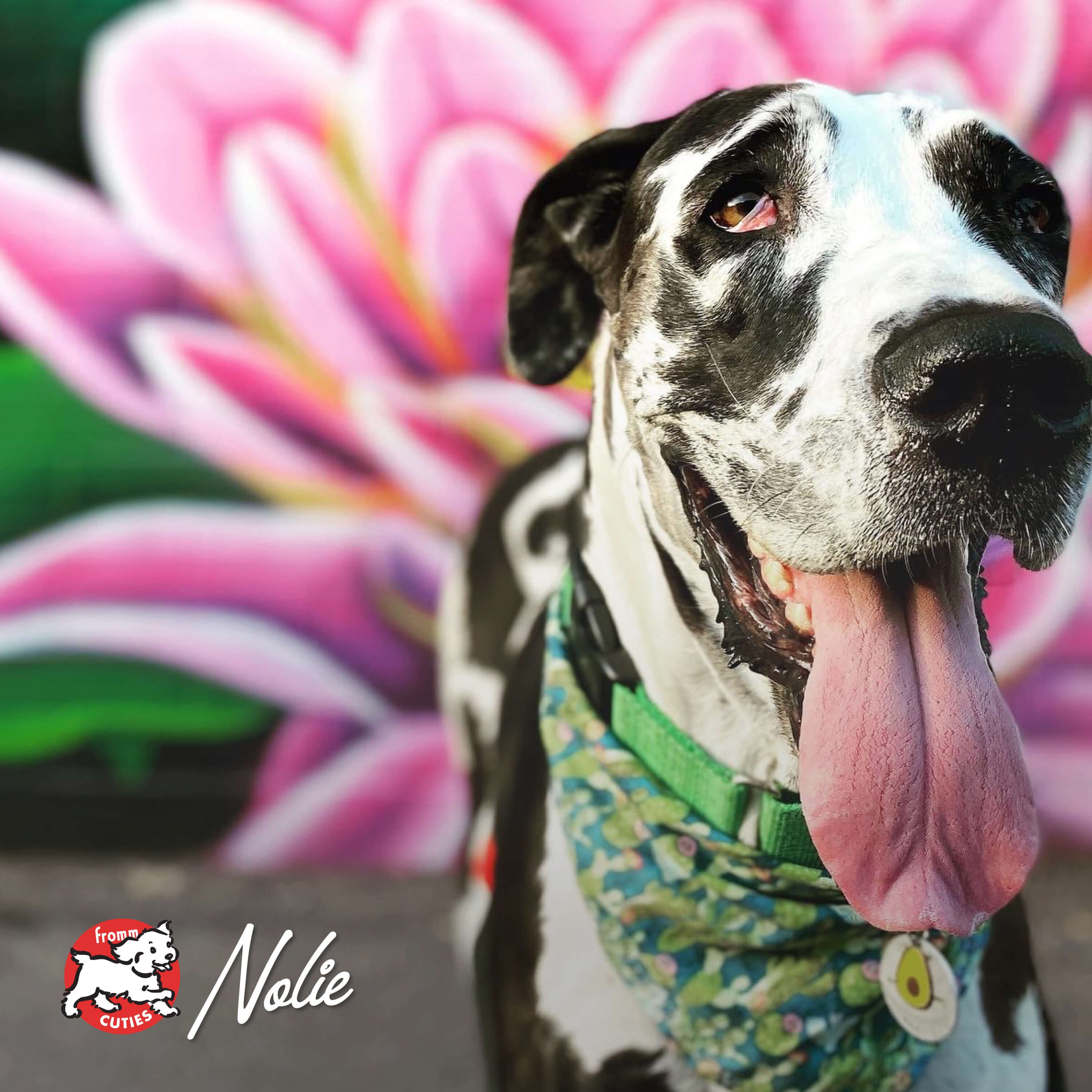 Harlequin Great Dane Nolie in a bandana in front of a flower mural, from the Fromm Cuties gallery