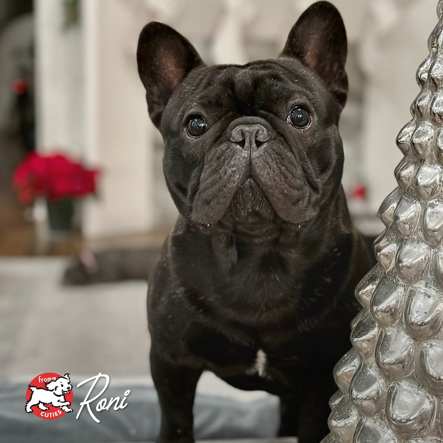 Black flat-faced dog Roni with upright ears beside a silver Christmas tree, from the Fromm Cuties gallery