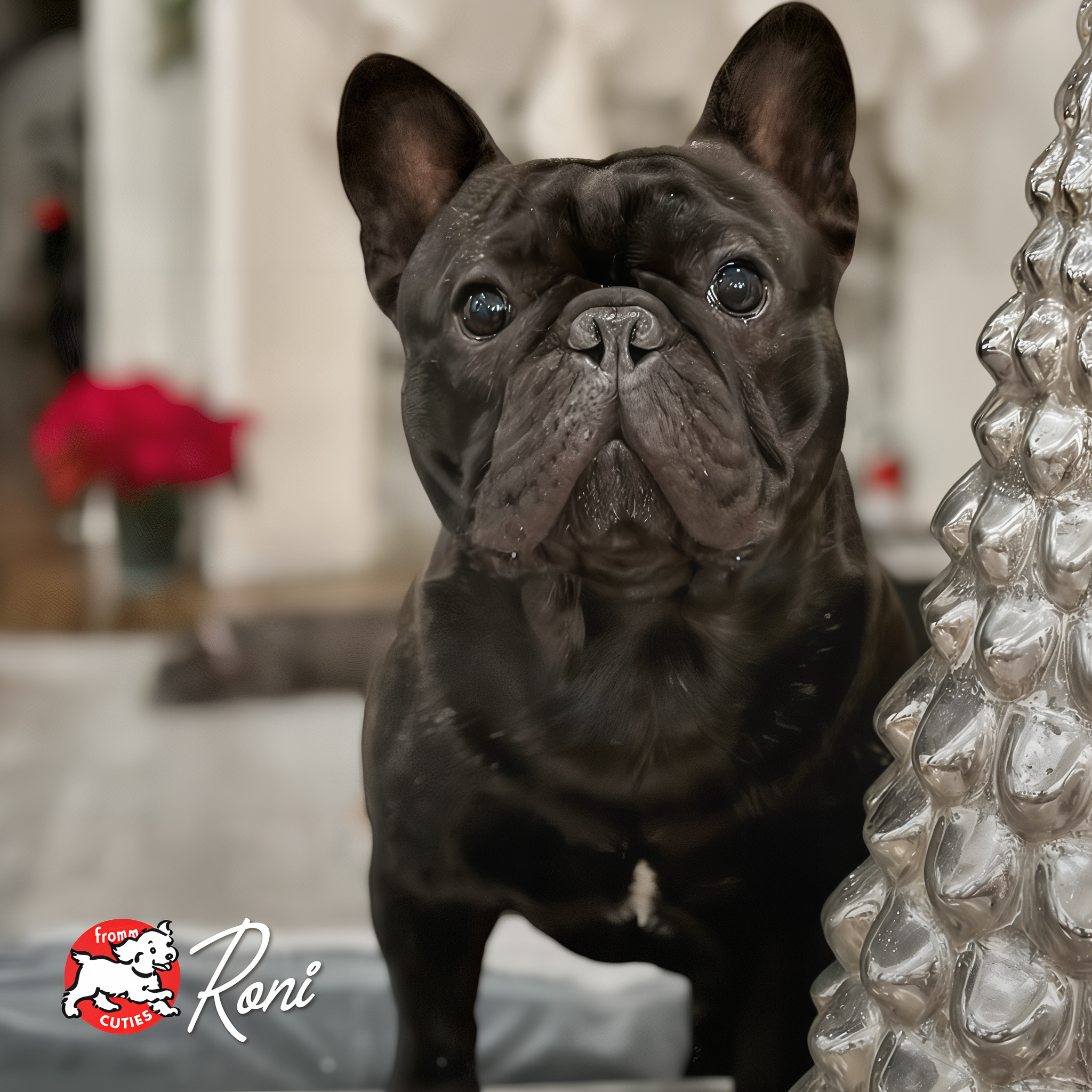 Black dog Roni with large upright ears posing indoors, from the Fromm Cuties gallery