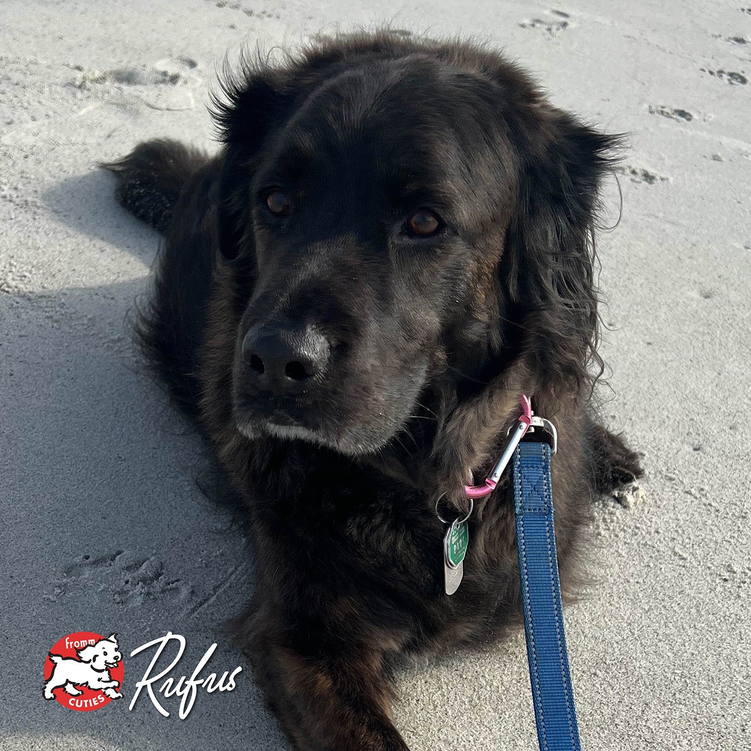 Large black fluffy dog Rufus lying on the beach, from the Fromm Cuties gallery