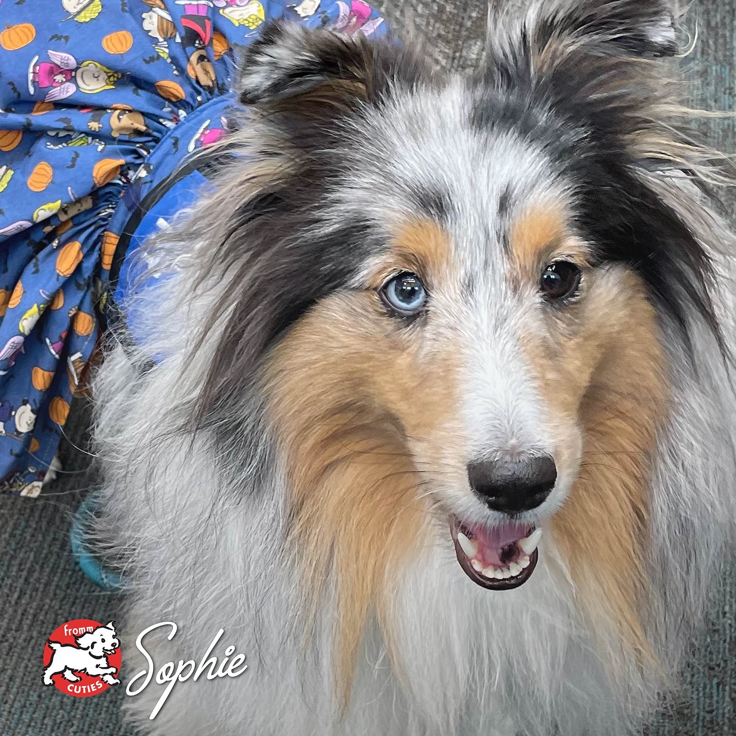 Fluffy grey and tan dog Sophie with one blue eye, from the Fromm Cuties gallery