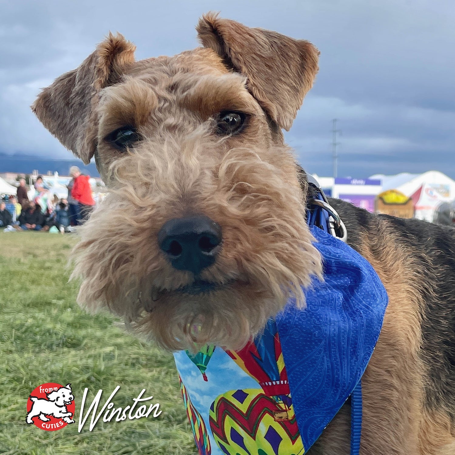Curly tan and black dog Winston in a hot air balloon bandana, from the Fromm Cuties gallery