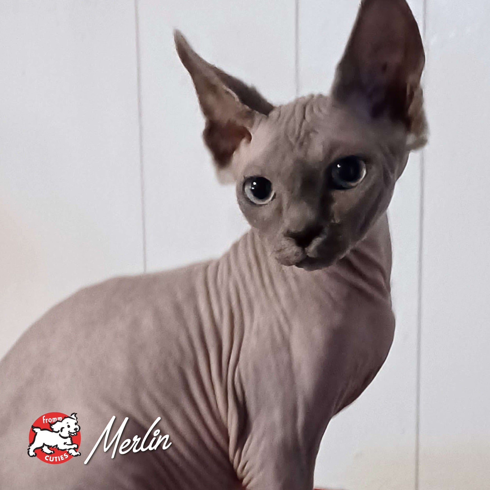 Hairless cat Merlin looking over its shoulder, from the Fromm Cuties gallery