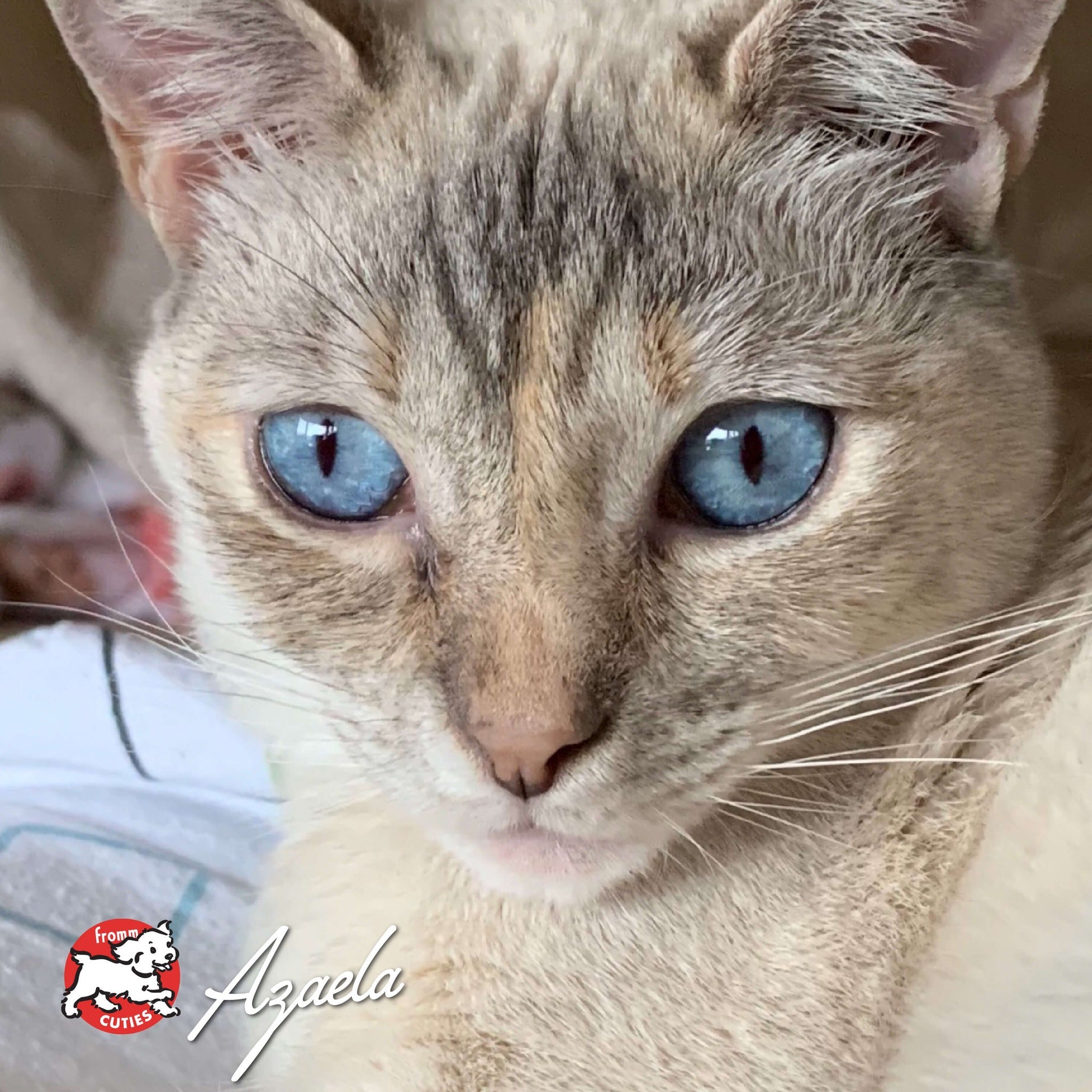 Blue-eyed cream tabby cat Azaela in a close-up portrait, from the Fromm Cuties gallery