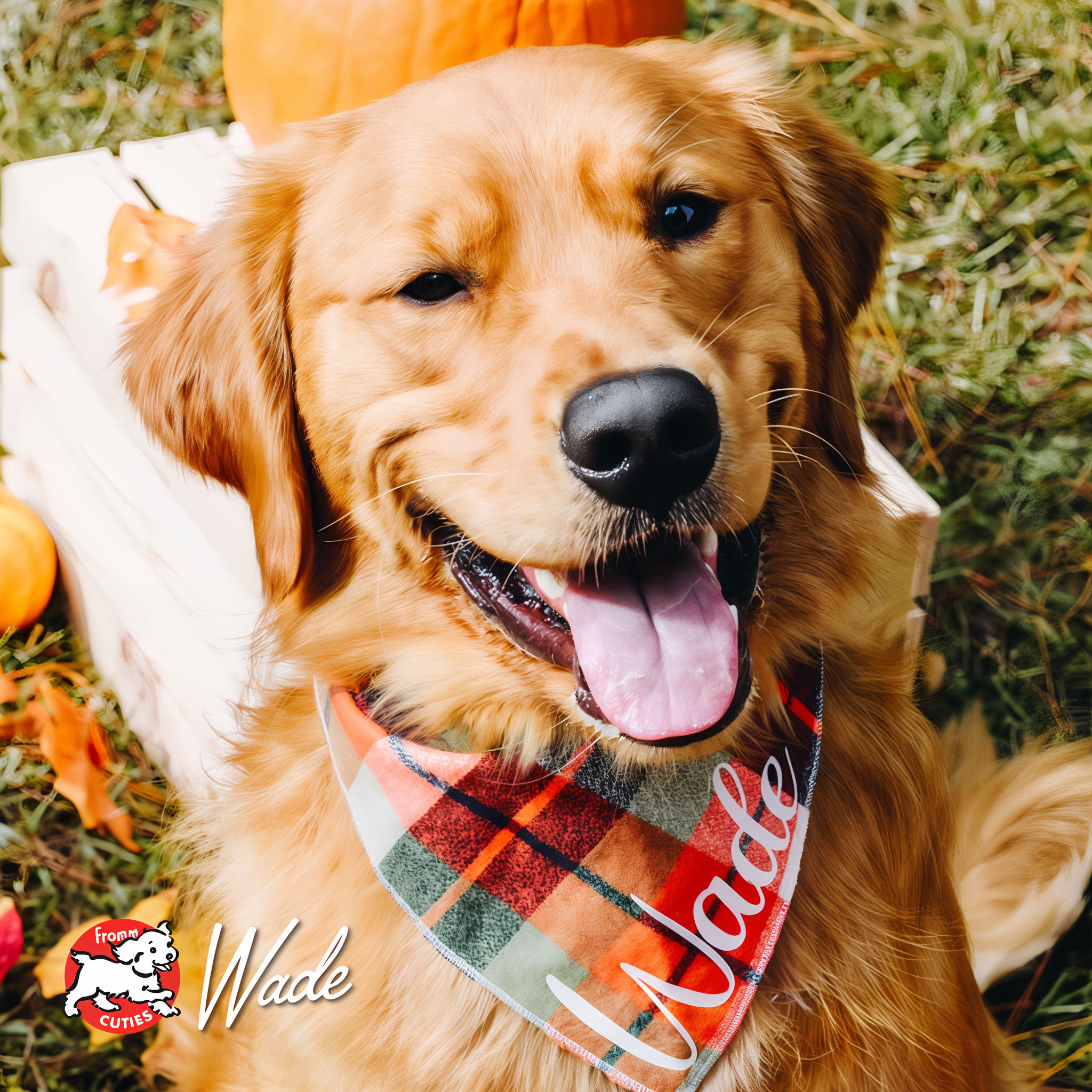 Dog Wade wearing a plaid bandana in a pumpkin patch, from the Fromm Cuties gallery