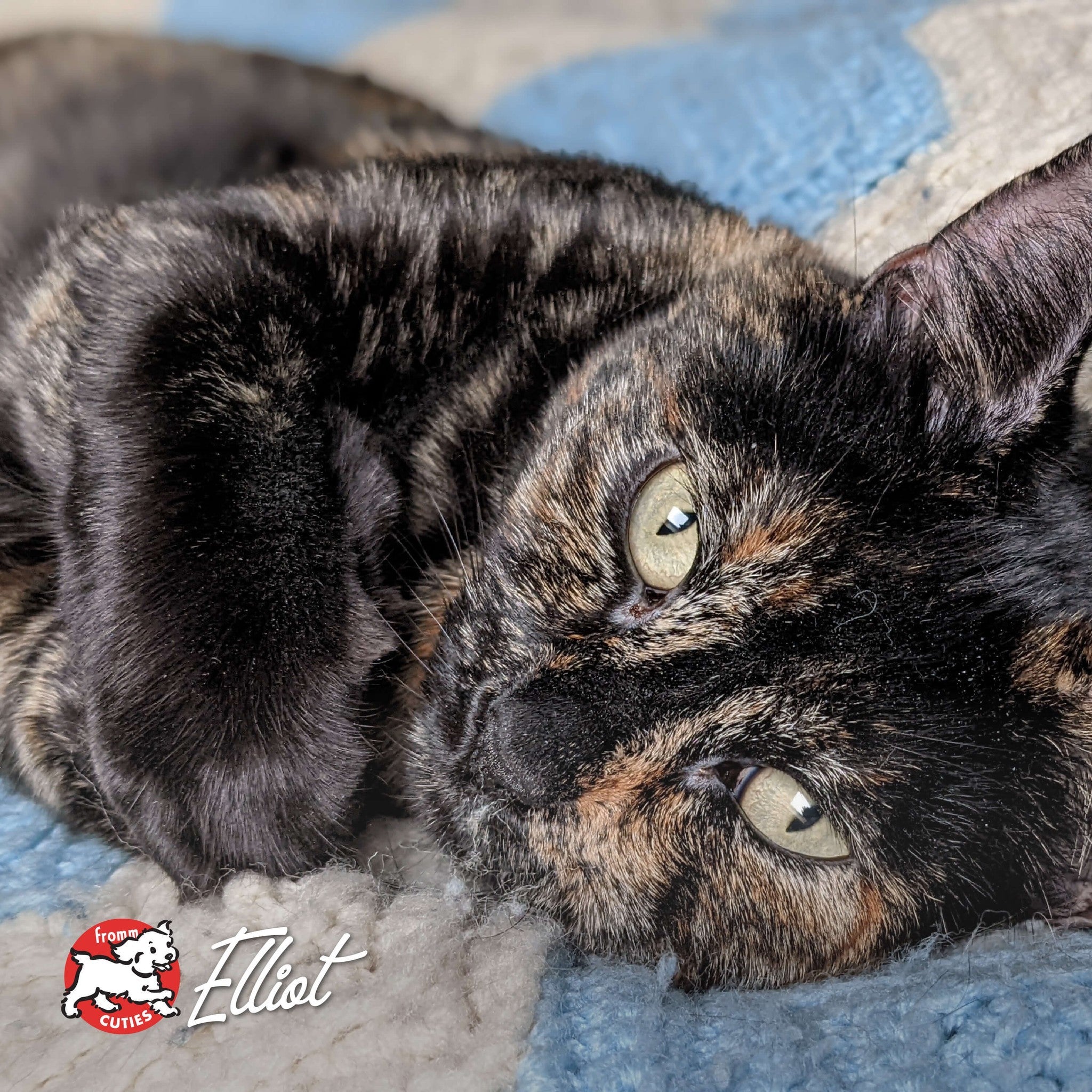 Tortoiseshell cat Elliot with green eyes lying on a blue blanket, from the Fromm Cuties gallery