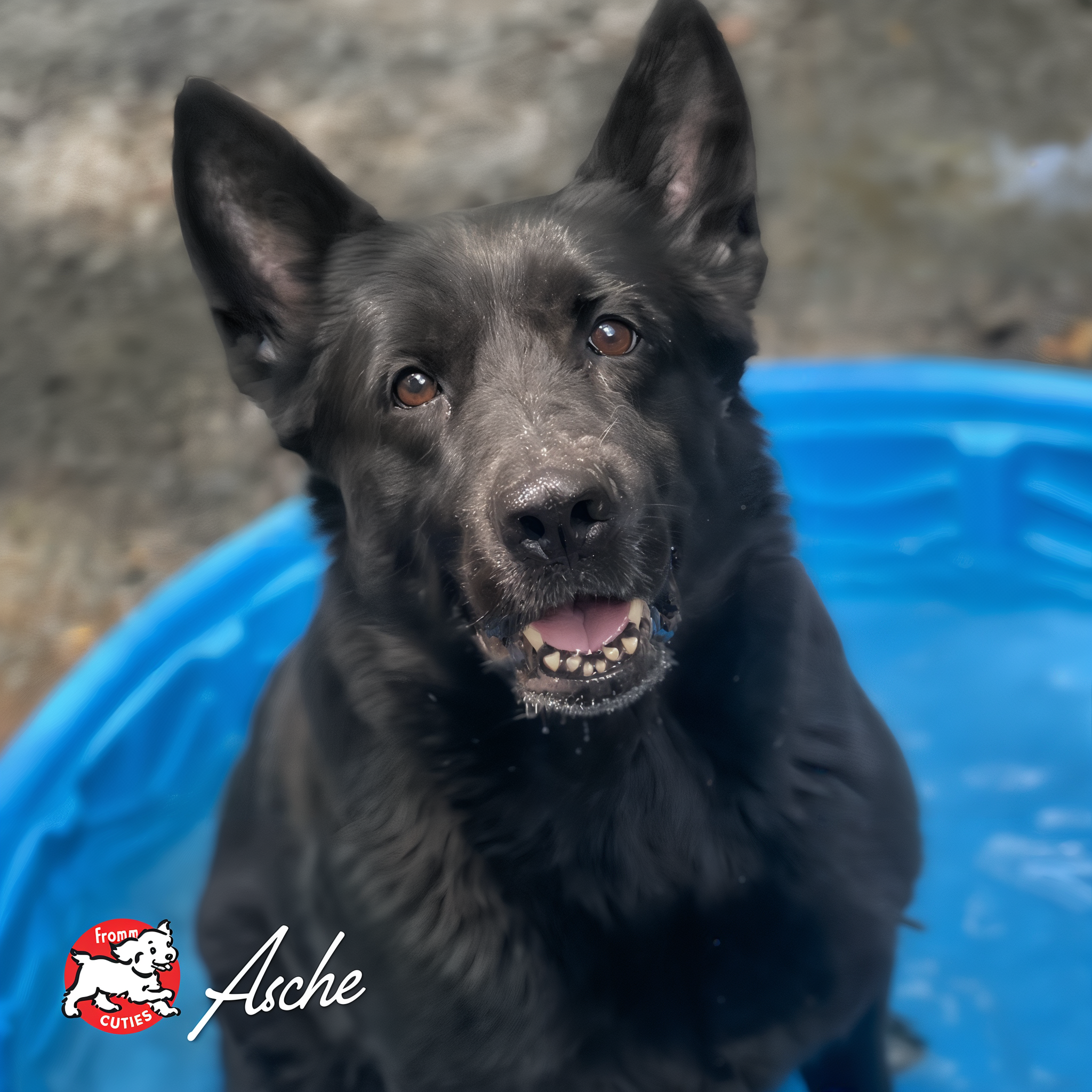 Black German shepherd Asche in a backyard pool, from the Fromm Cuties gallery