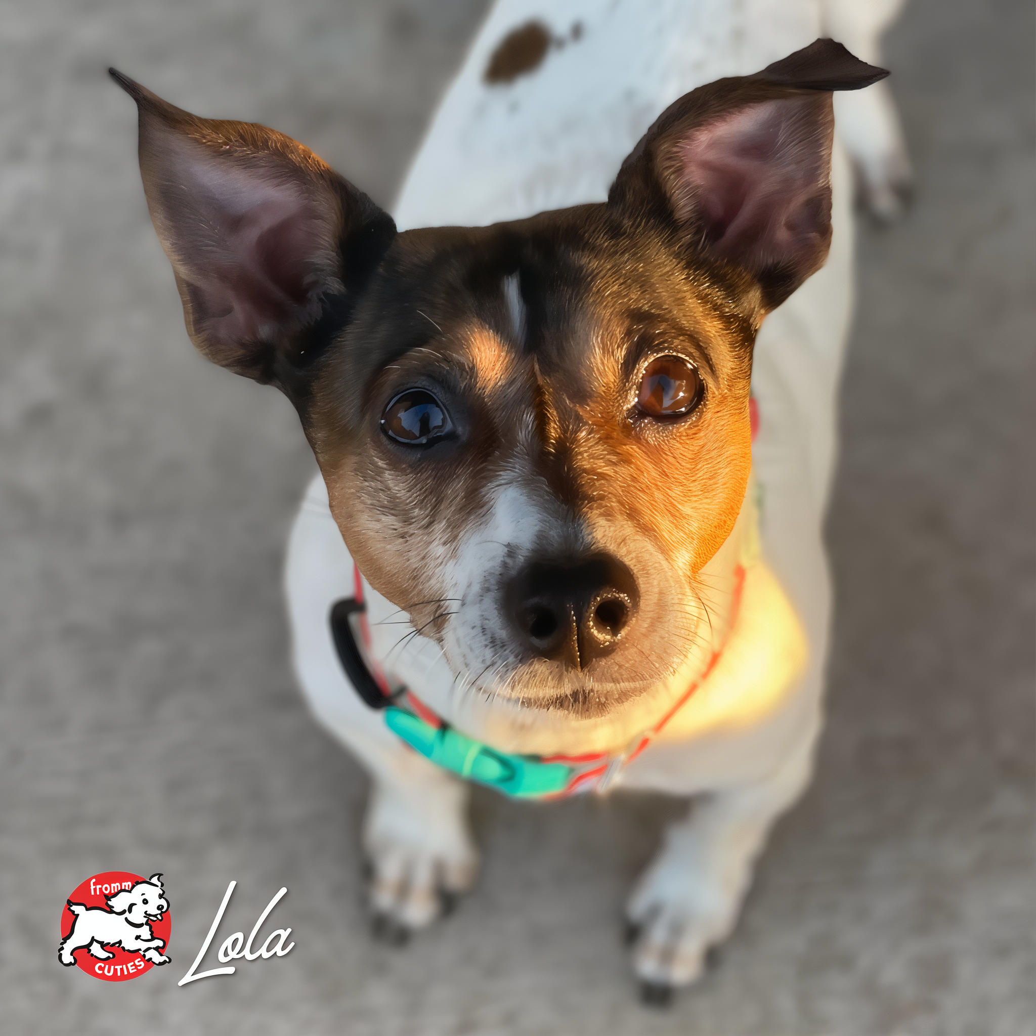 Terrier Lola looking up, from the Fromm Cuties gallery