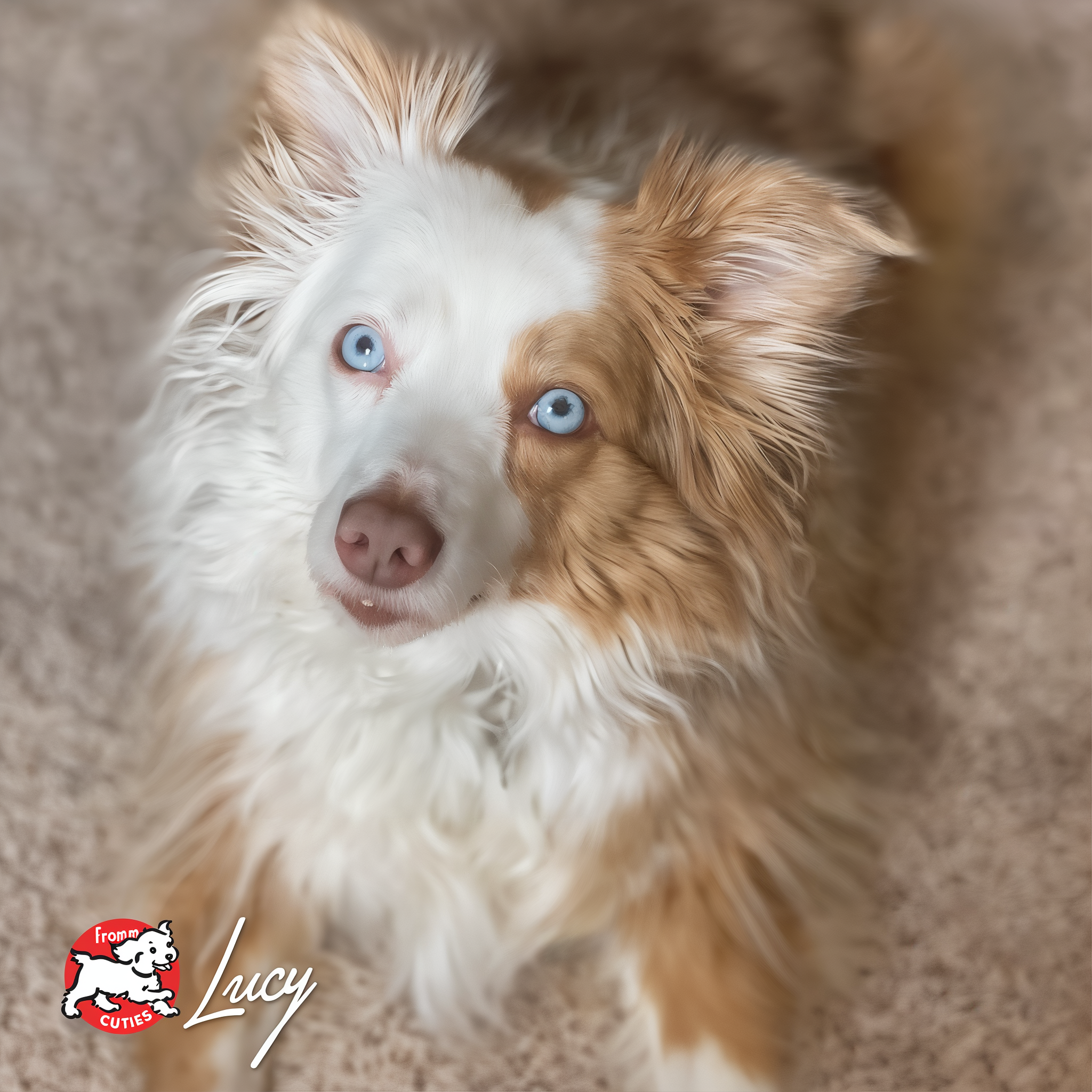 Blue-eyed Australian shepherd Lucy, from the Fromm Cuties gallery