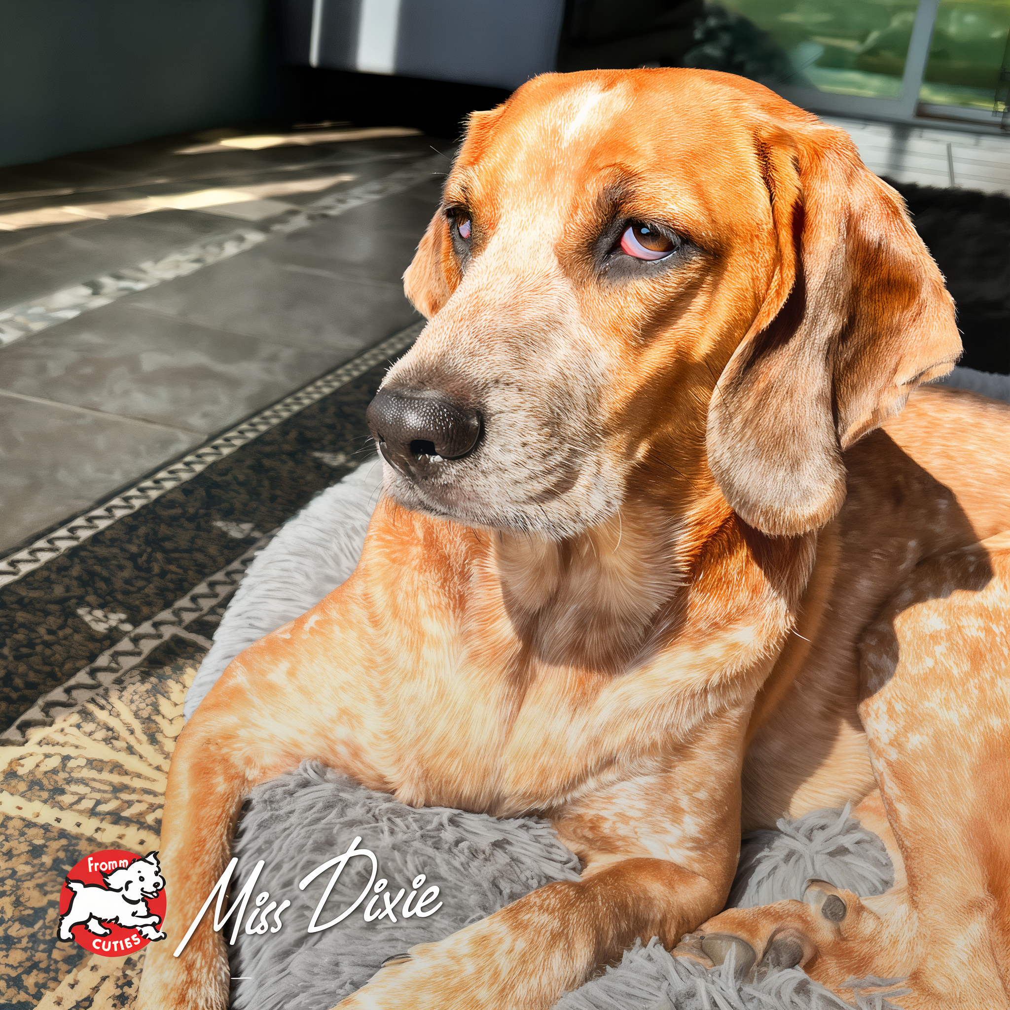 Hound Miss Dixie lounging in a sunbeam, from the Fromm Cuties gallery