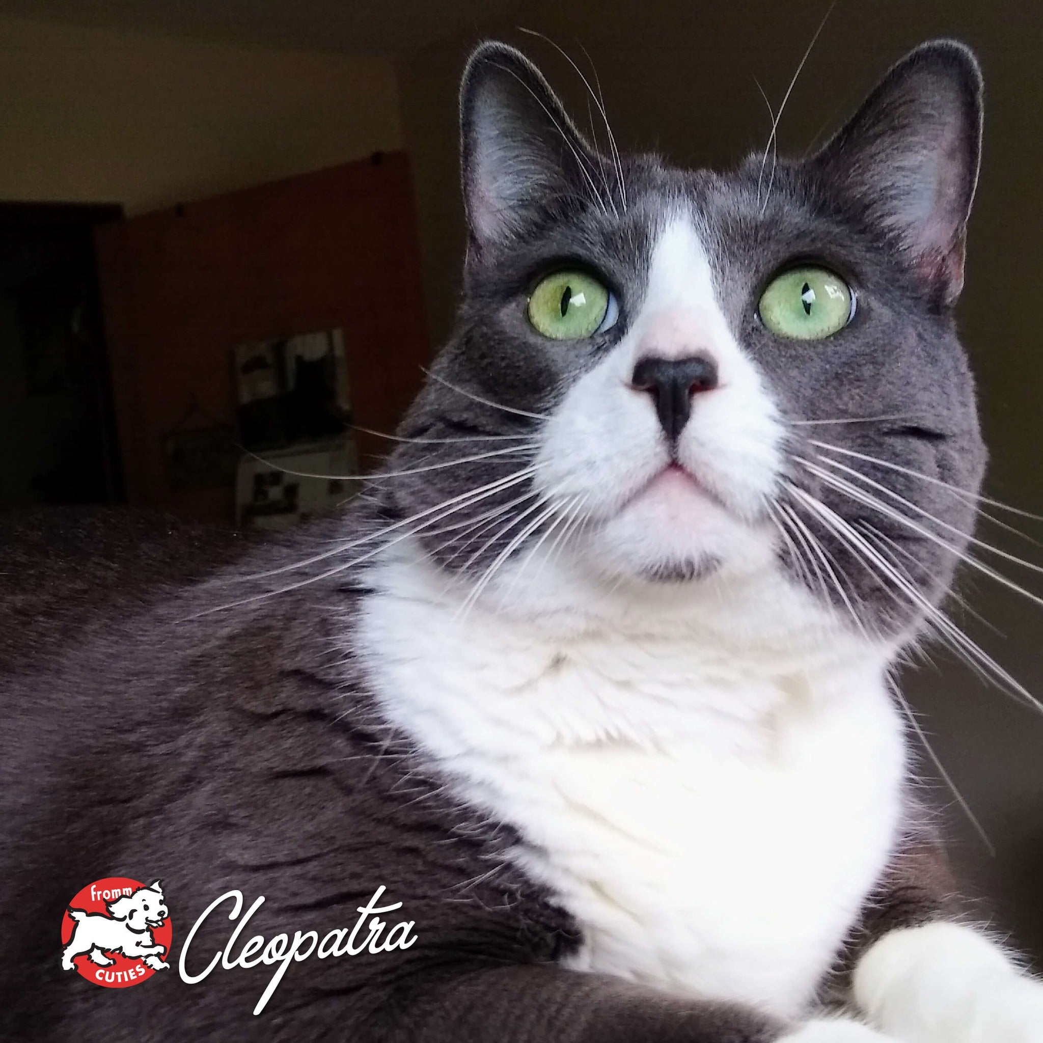 Cat Cleopatra gazing upward with bright green eyes, from the Fromm Cuties gallery