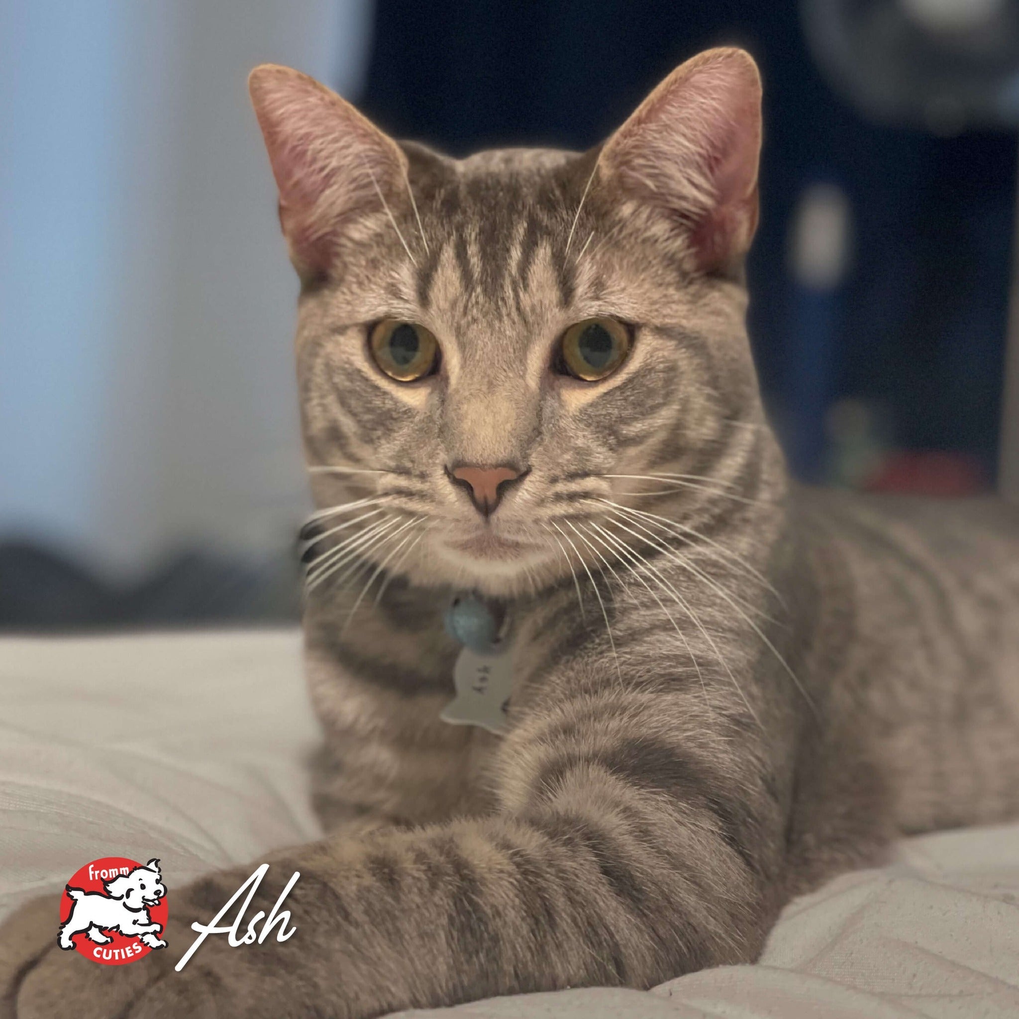 Cat Ash relaxing on a bed, from the Fromm Cuties gallery
