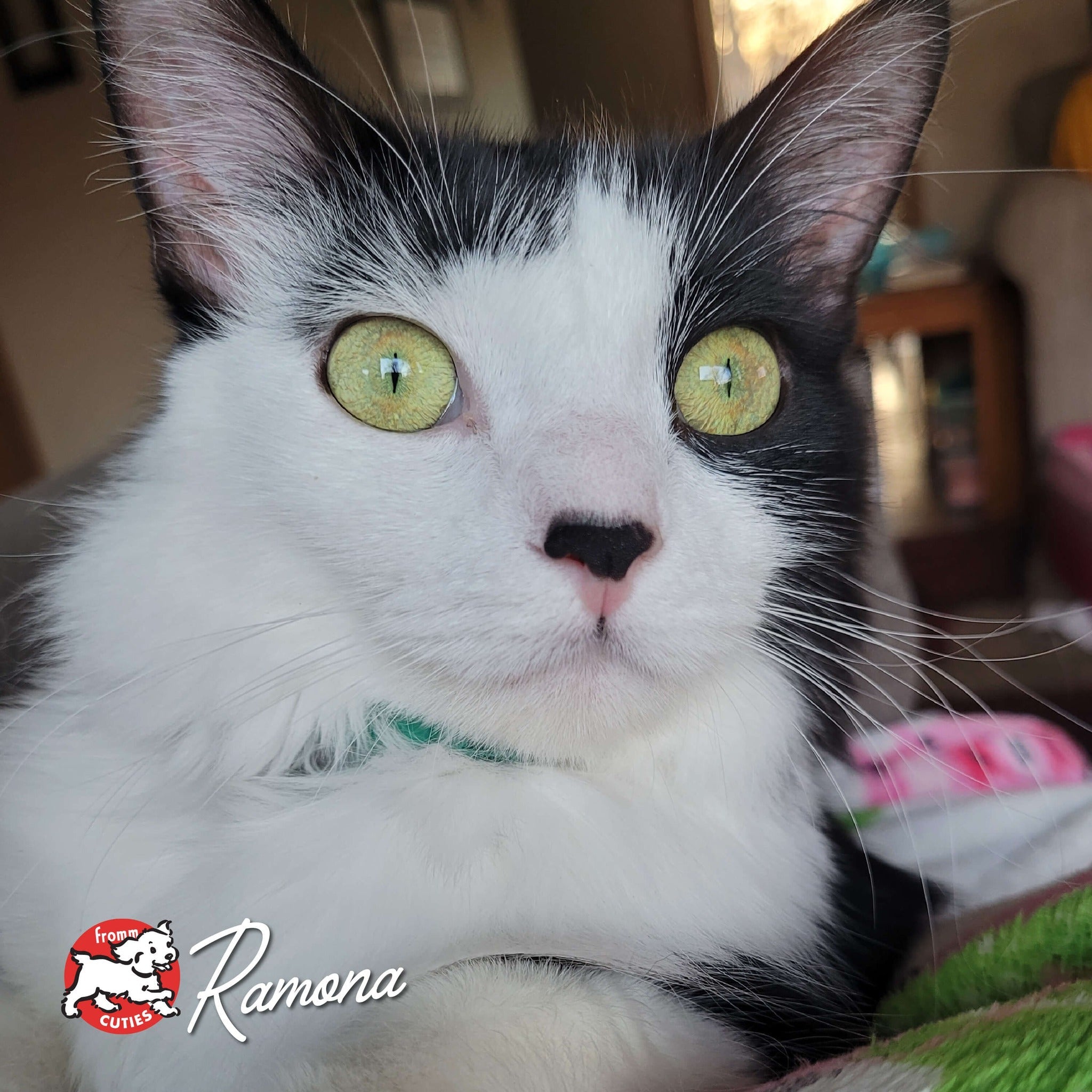 Cat Ramona gazing wide-eyed at the camera, from the Fromm Cuties gallery