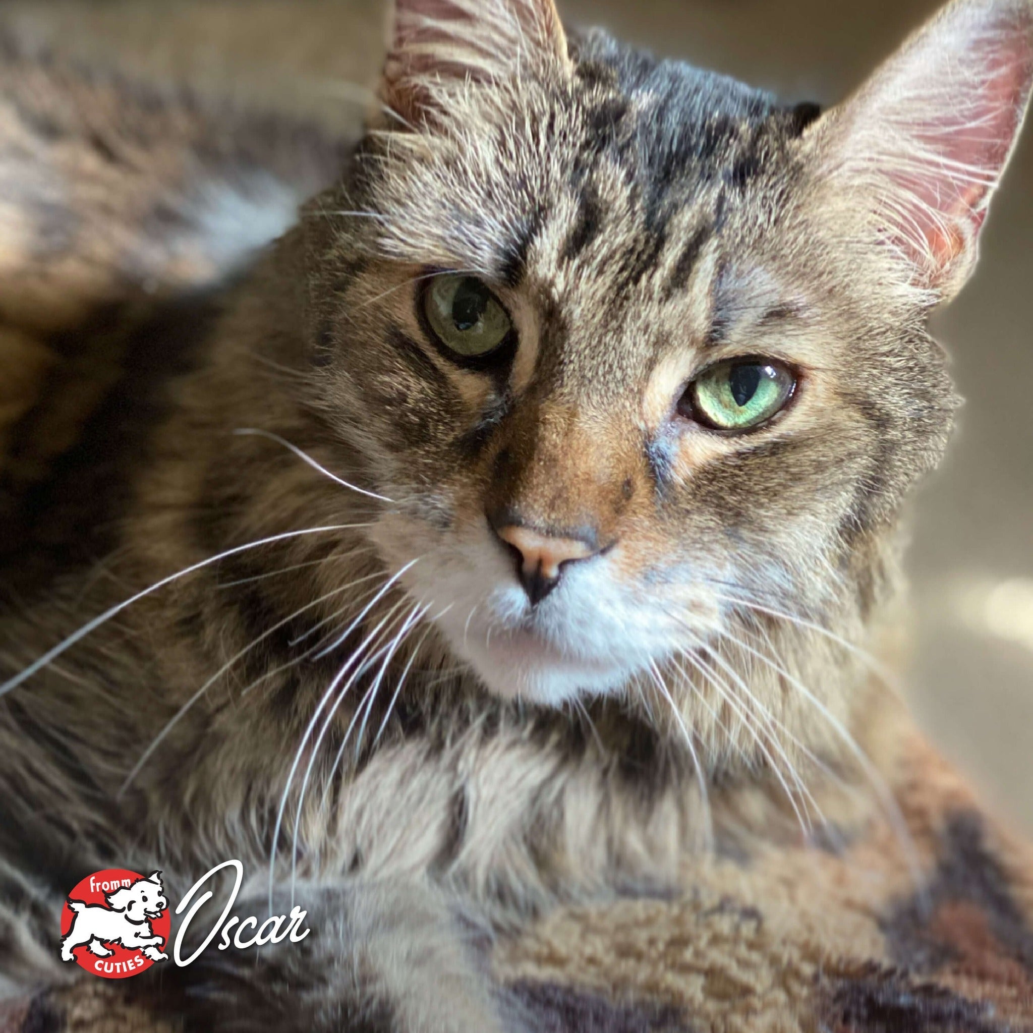 Cat Oscar looking at the camera, from the Fromm Cuties gallery