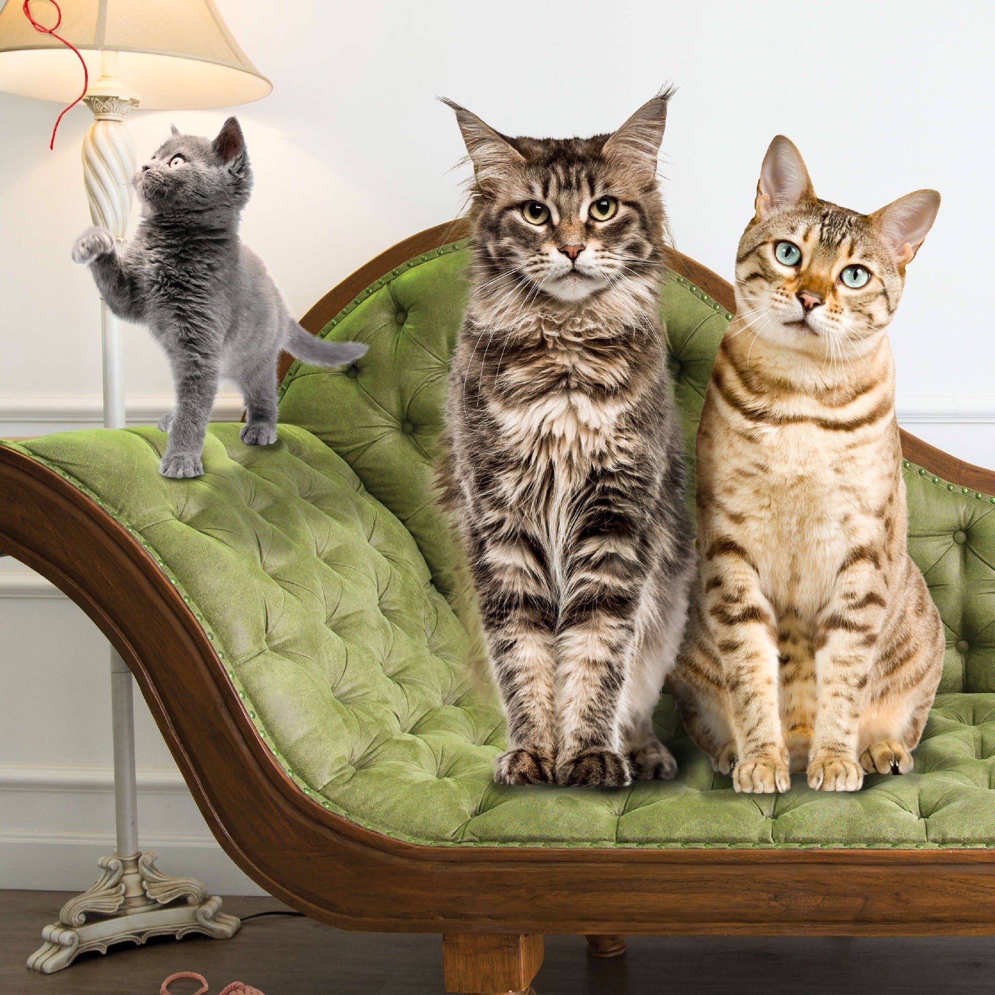 A kitten and two adult cats gathered on a green chaise