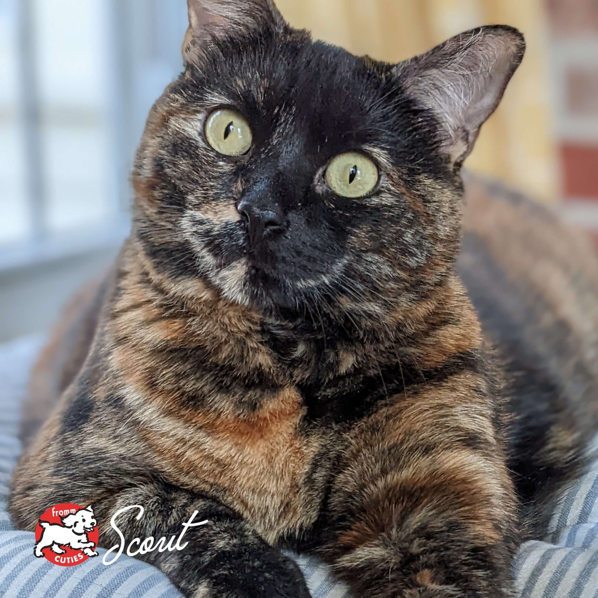 Cat Scout resting on a striped cushion, from the Fromm Cuties gallery
