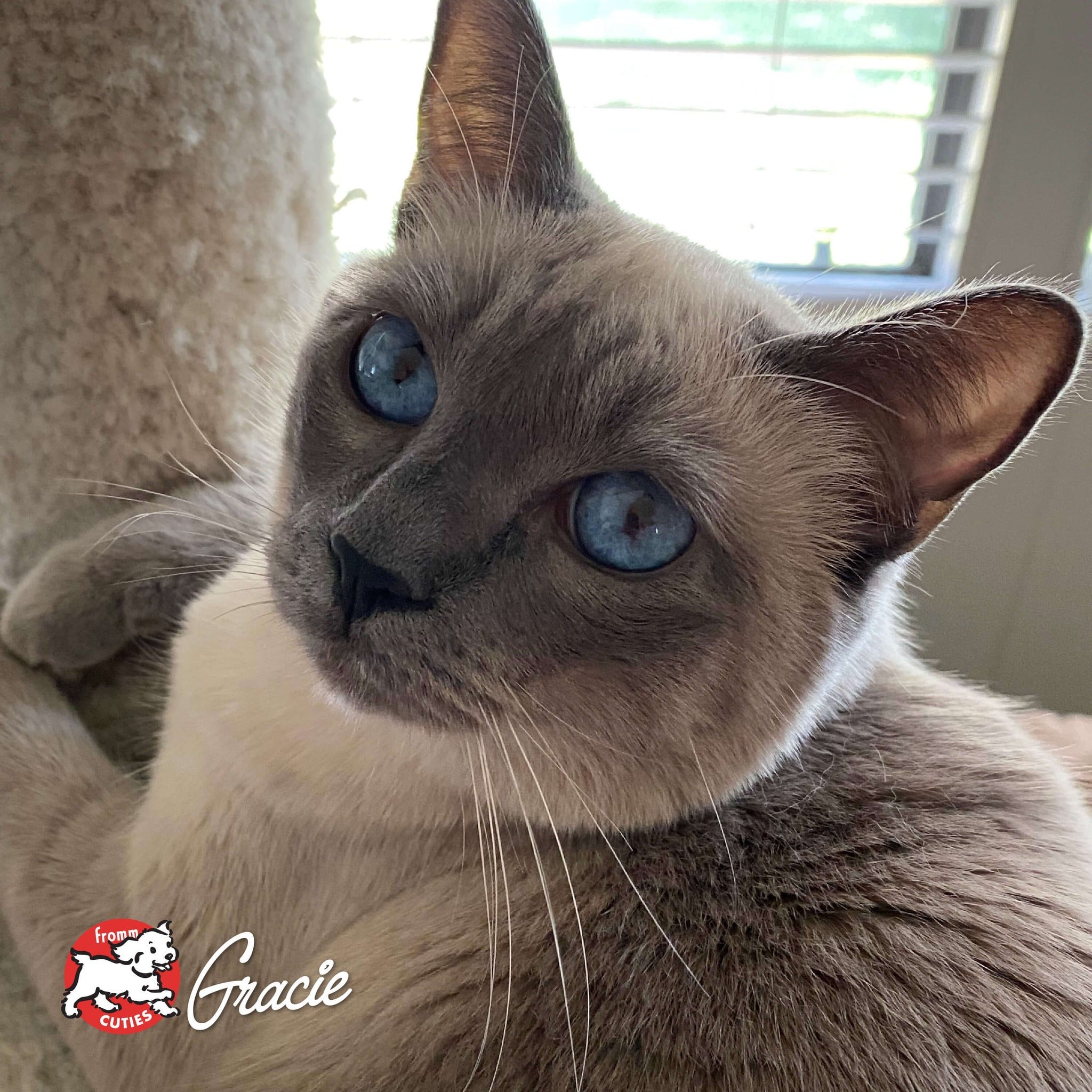 Blue-eyed cat Gracie perched on a cat tree, from the Fromm Cuties gallery