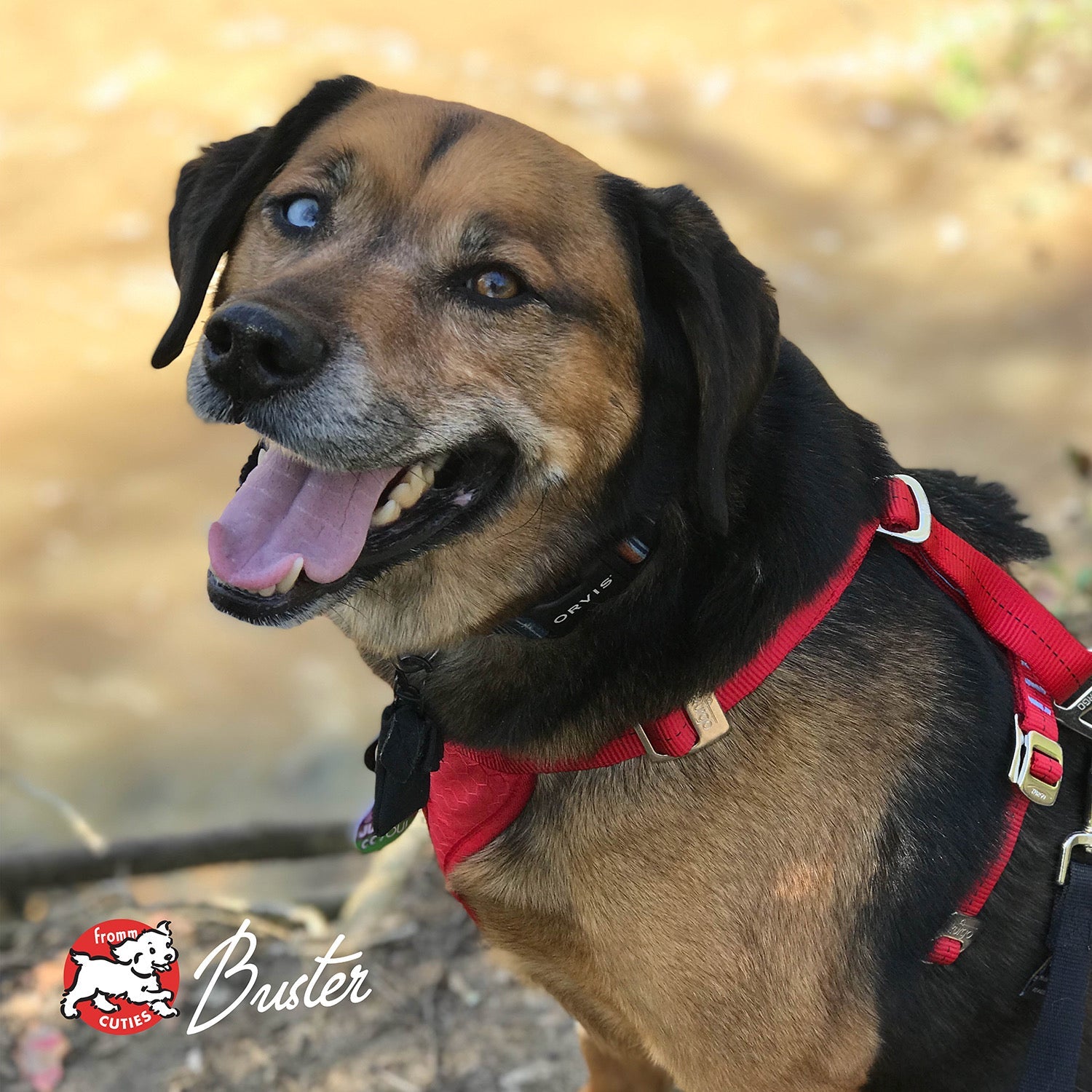 Dog Buster wearing a red harness outdoors, from the Fromm Cuties gallery