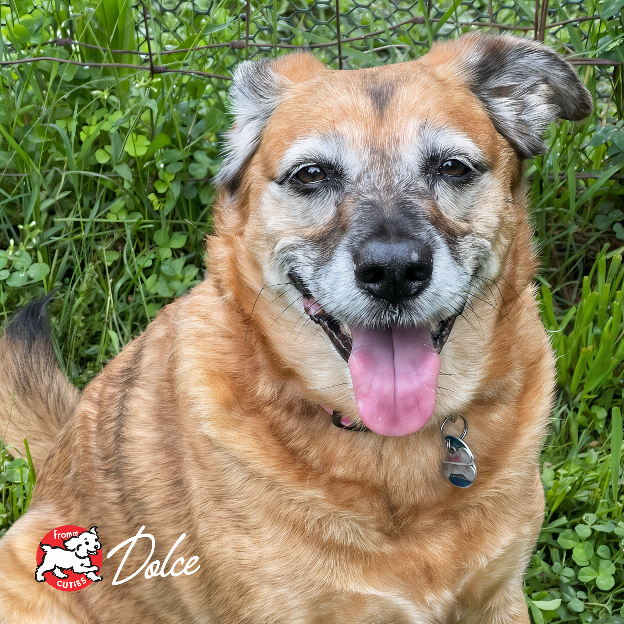 Senior dog Dolce smiling in the grass, from the Fromm Cuties gallery