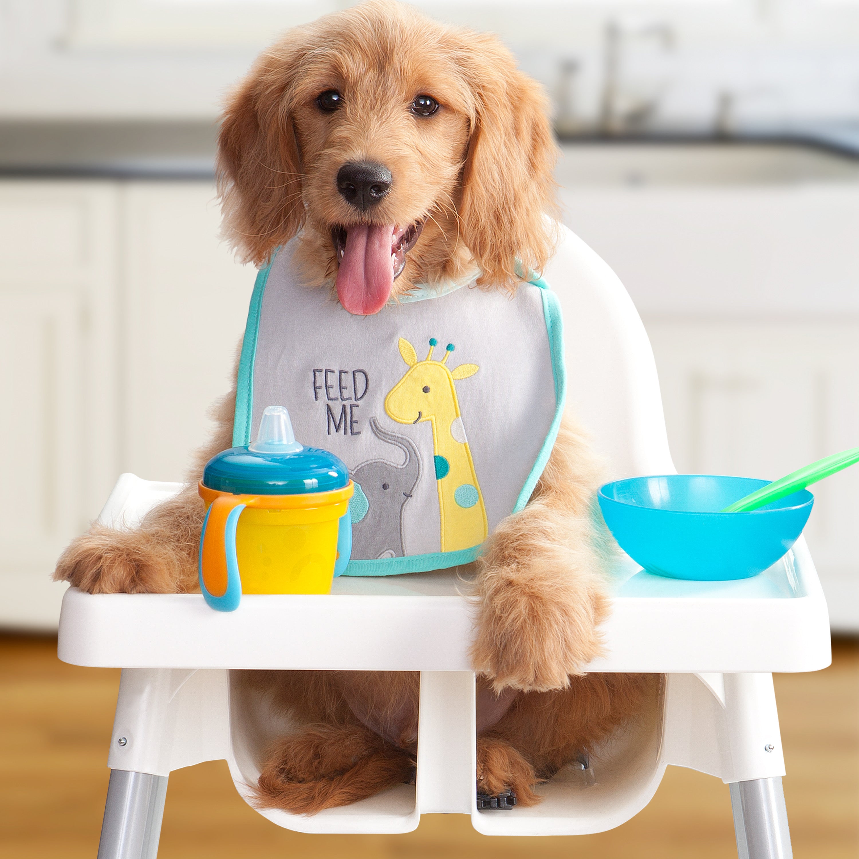 A goldendoodle puppy in a high chair wearing a Feed Me bib with a bowl and sippy cup