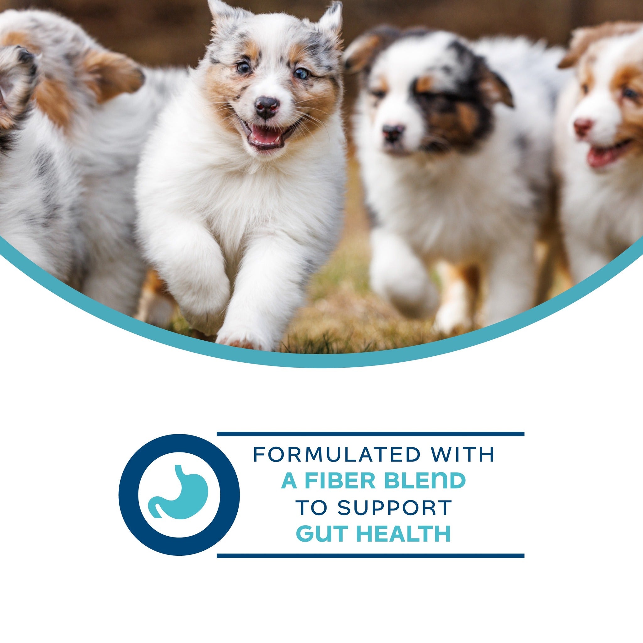 Fluffy puppies running together; formulated with a fiber blend to support gut health