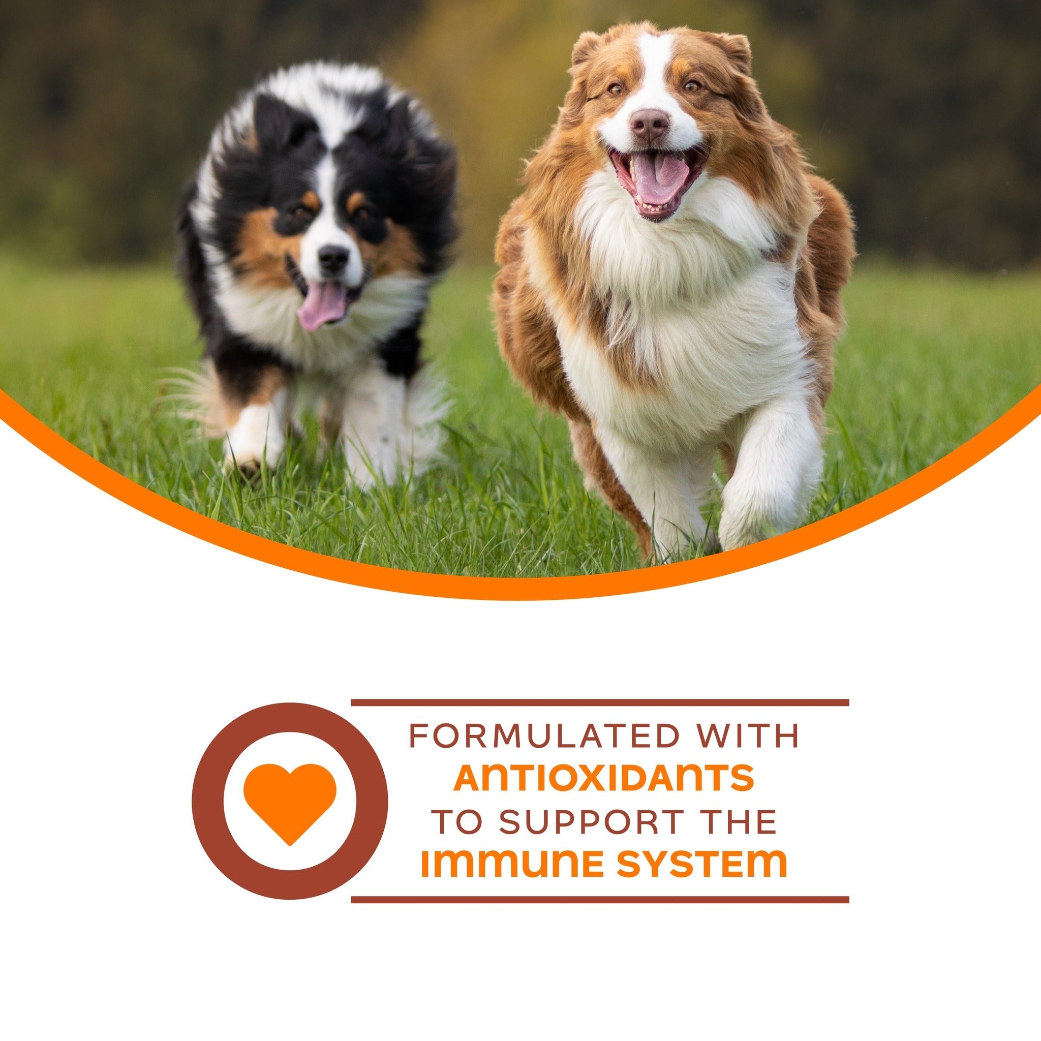 Two fluffy dogs running on grass; formulated with antioxidants to support the immune system