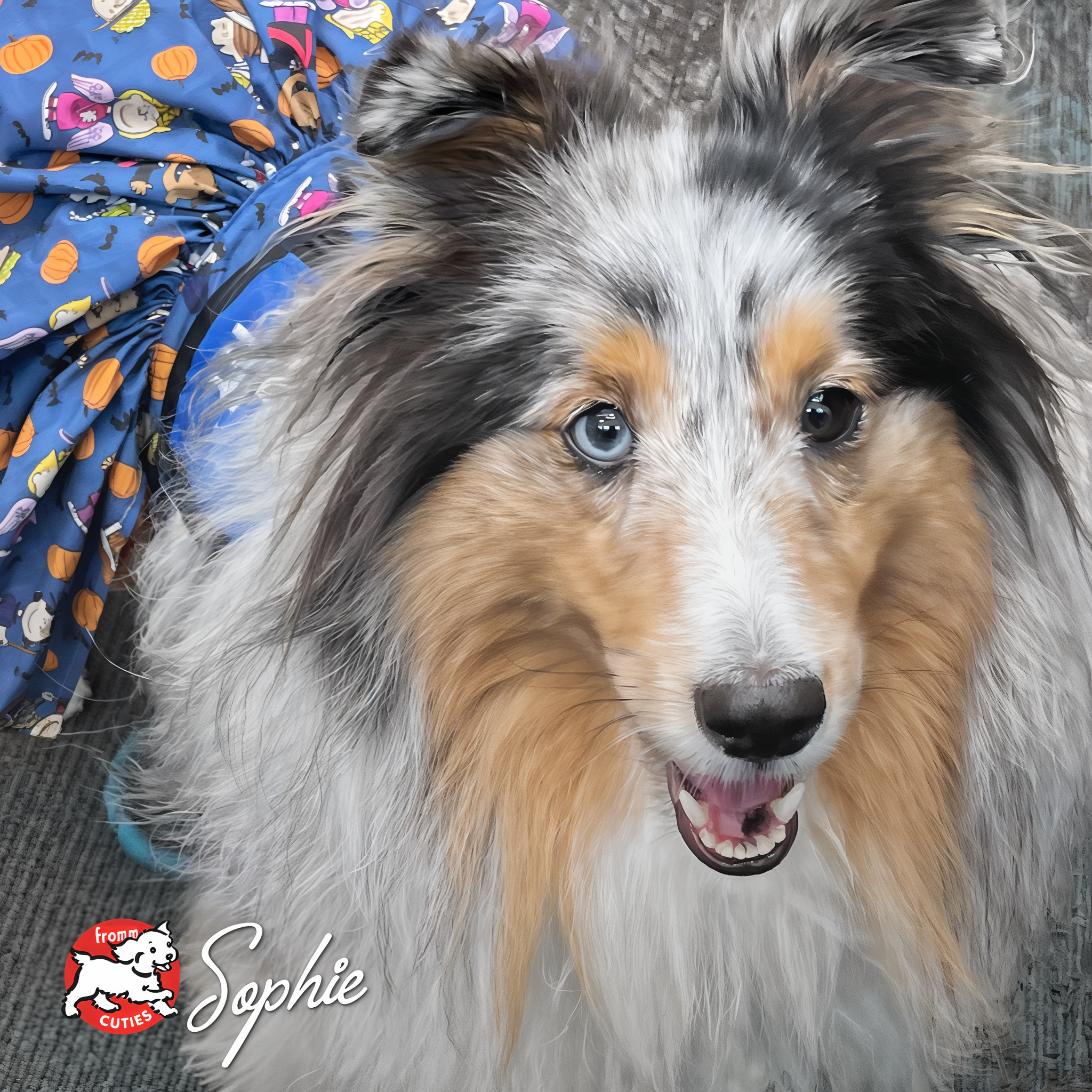 Long-coated merle dog Sophie with one blue eye wearing a patterned bandana, from the Fromm Cuties gallery