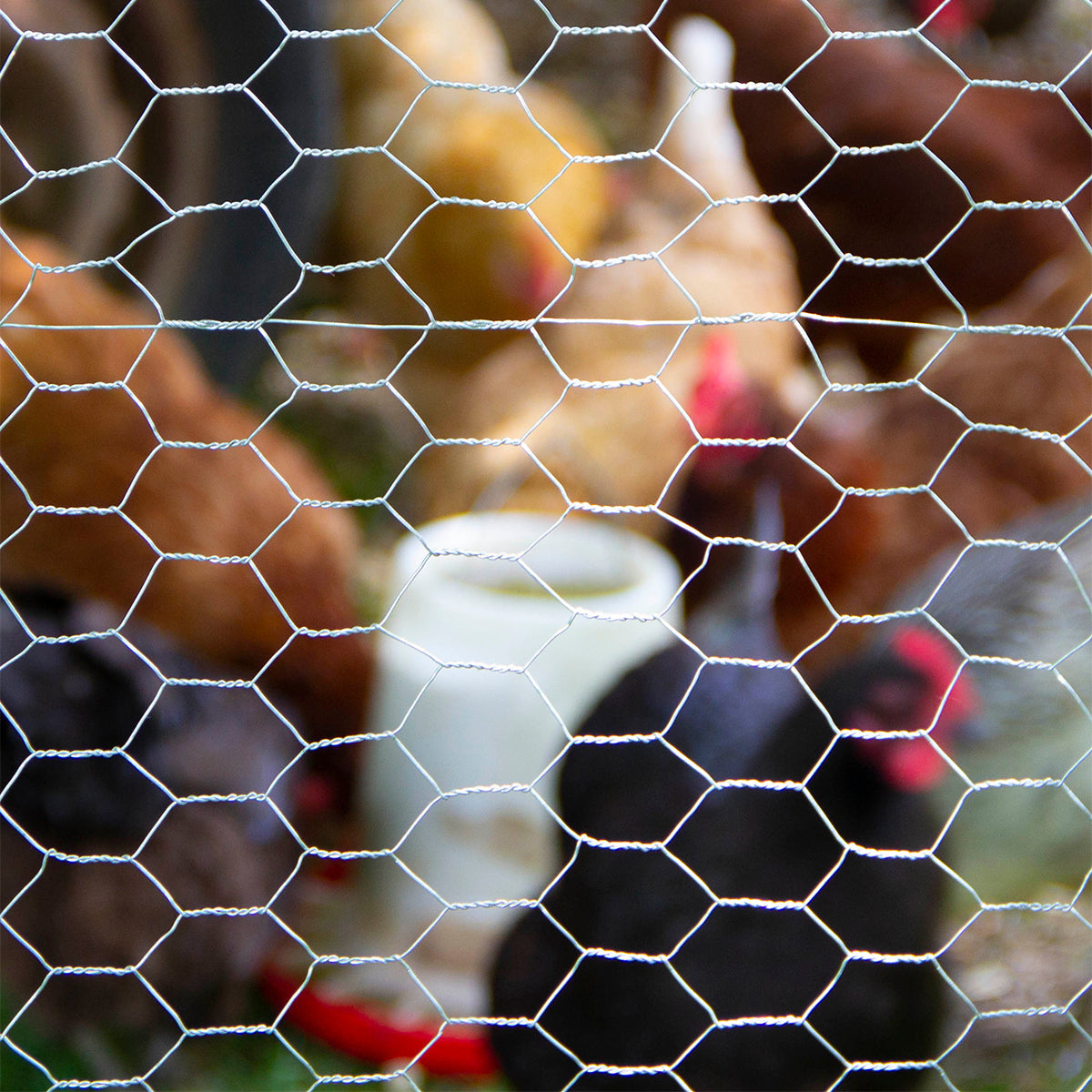 Chickens contained behind Garden Craft galvanized chicken wire fencing