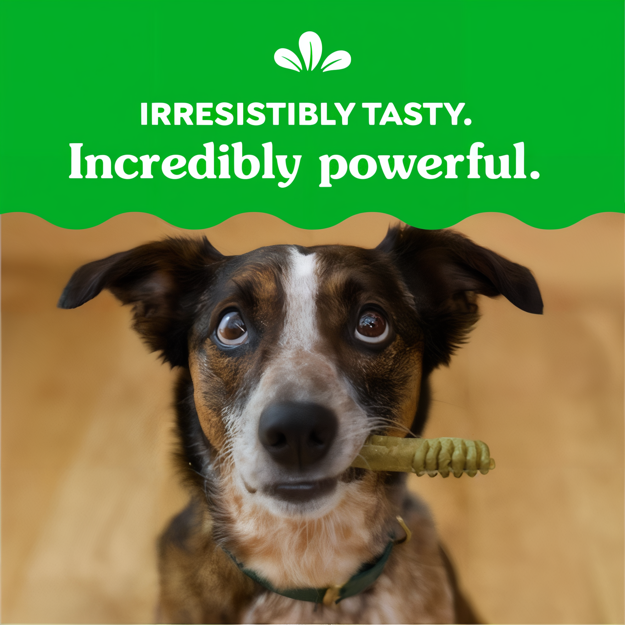 Greenies Original dental dog treats clinically proven oral care