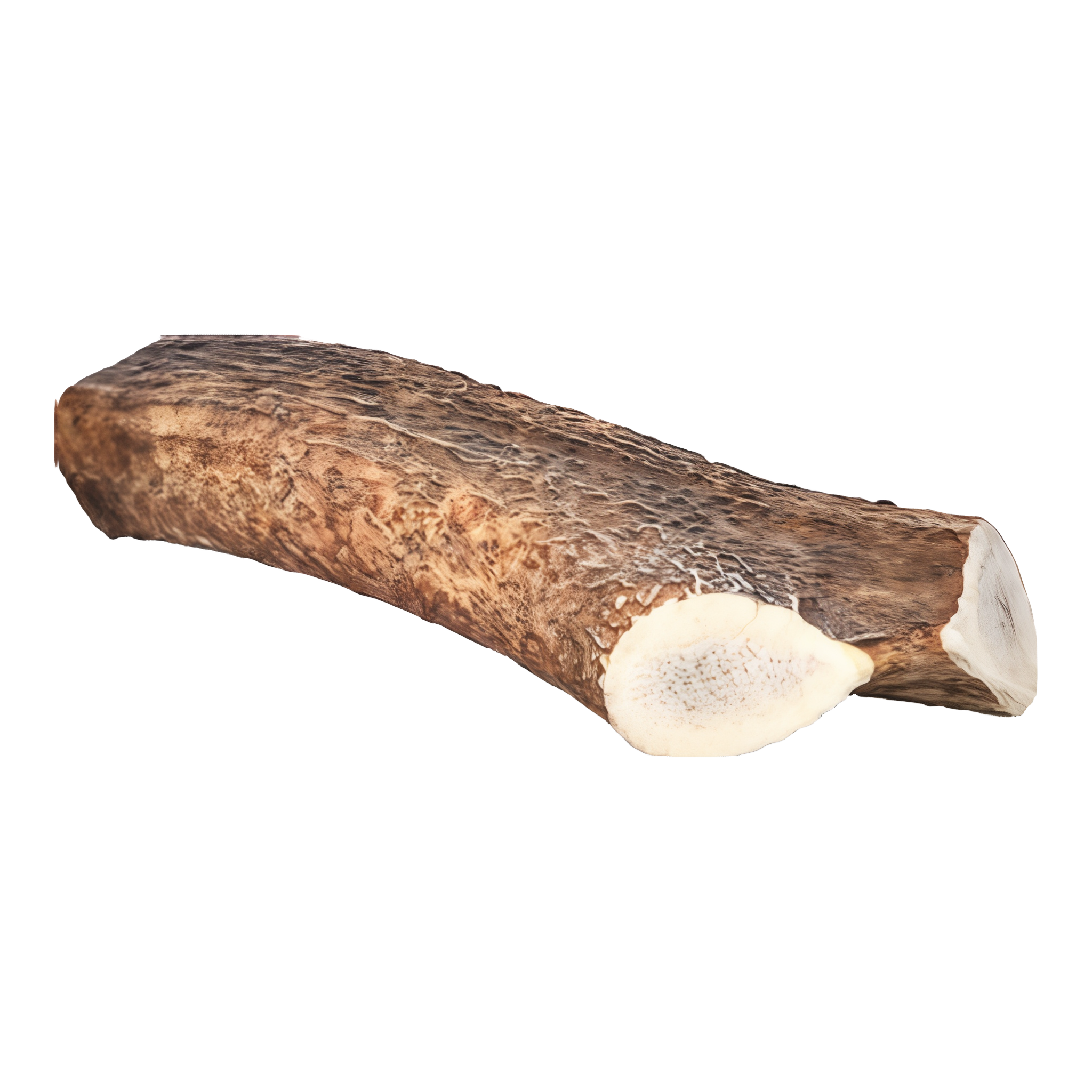 Happy Dog of Cape Cod Small Whole Elk Antler