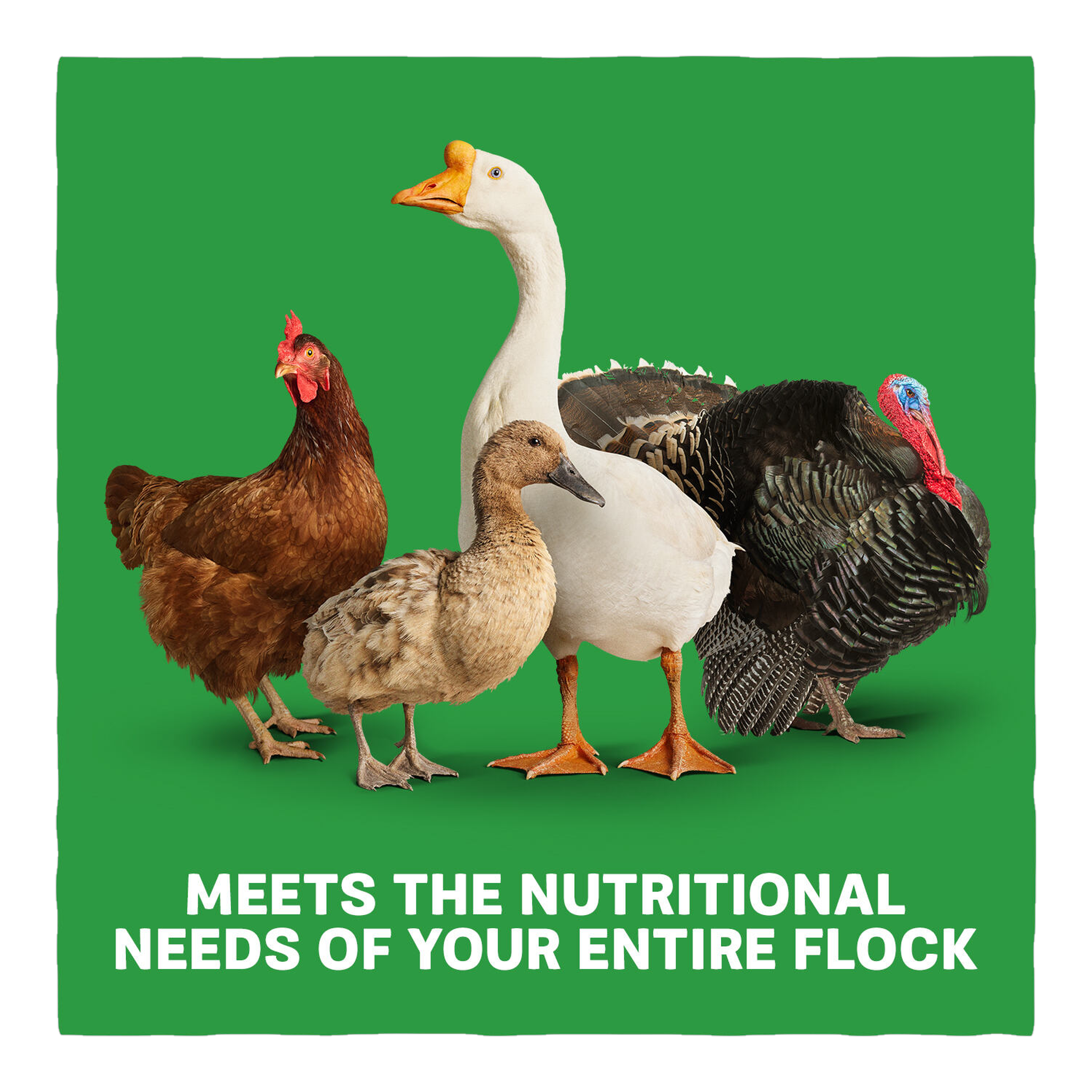 Home Fresh Multi-Flock Chick N Game Starter Grower Crumble mfchickngamestartgrow 50 needs