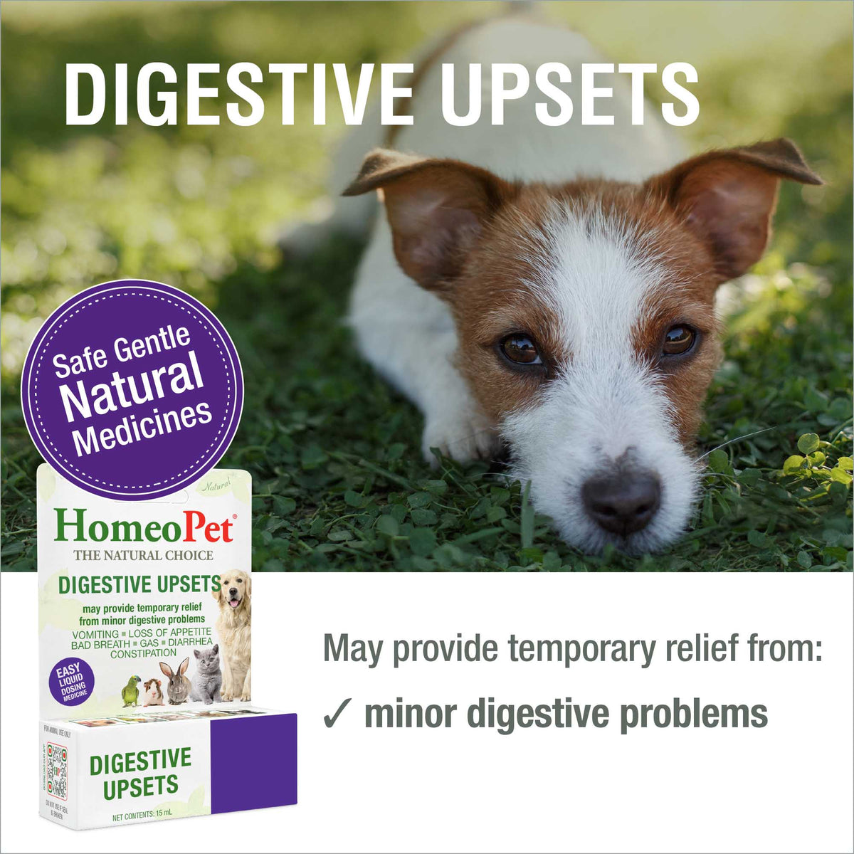 HomeoPet Digestive Upsets safe gentle natural medicine benefits