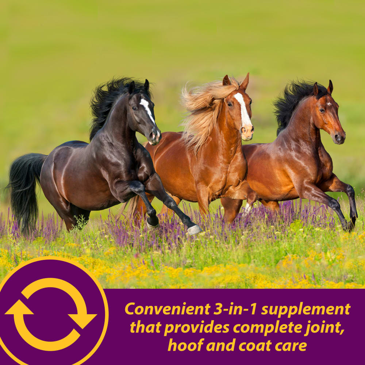 Horse Health Joint Combo Hoof & Coat (3)