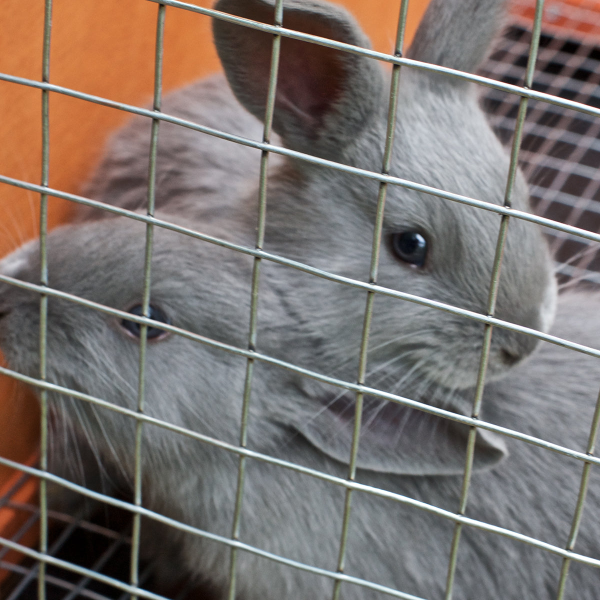 Rabbits secured behind IronRidge welded wire cage fencing