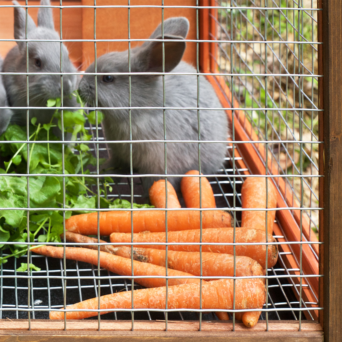IronRidge welded wire used on an outdoor rabbit hutch with fresh vegetables