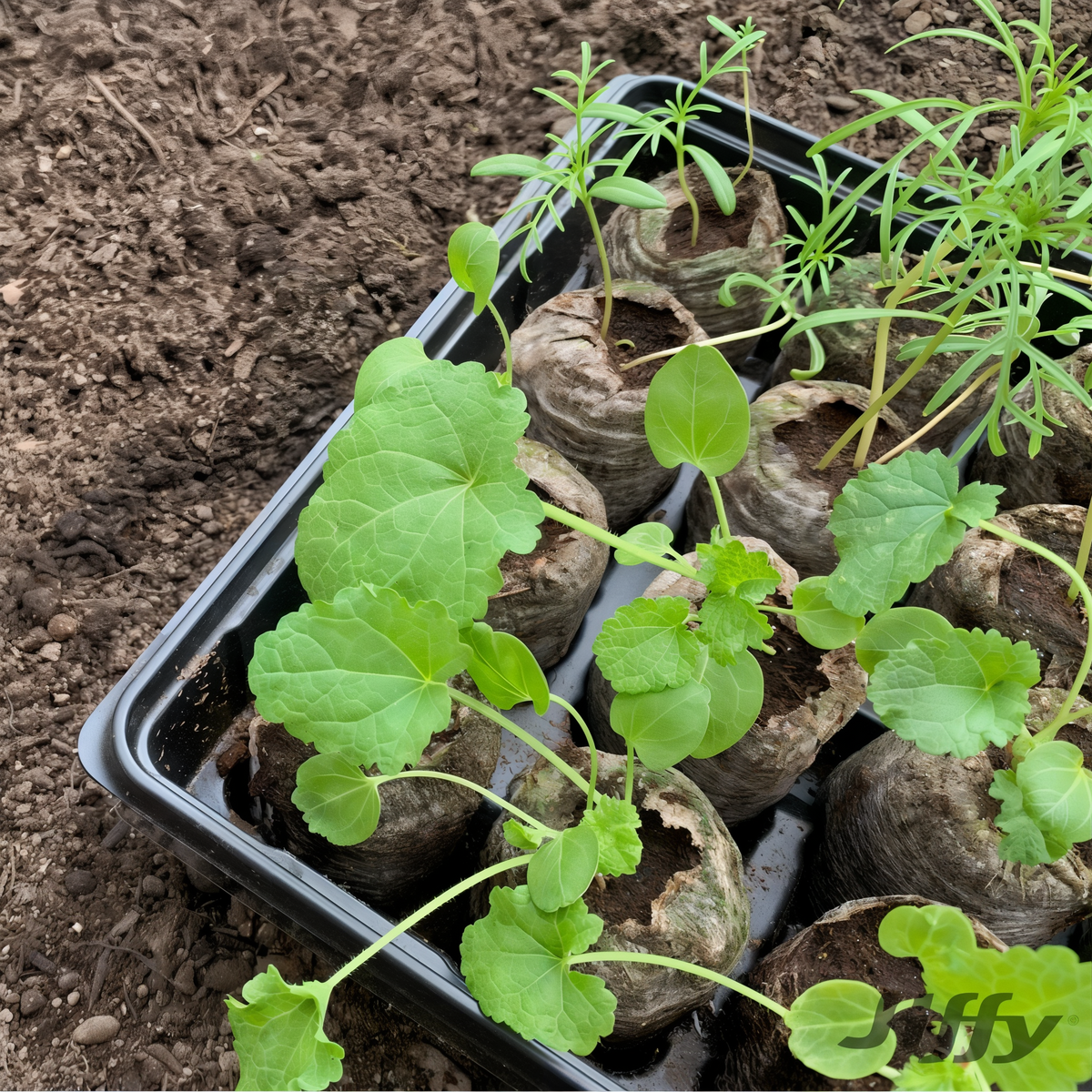 Jiffy Seed Starting 50mm Peat Pellet Refills 16 Pack -- lifestyle