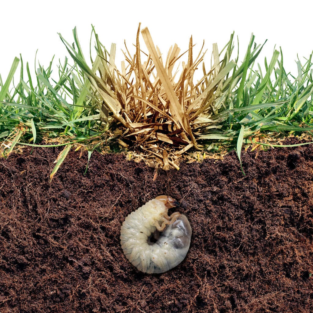 Educational soil cross-section showing white grub larva living below brown patch of dead lawn grass, illustrating the kind of subterranean grub damage that this product treats
