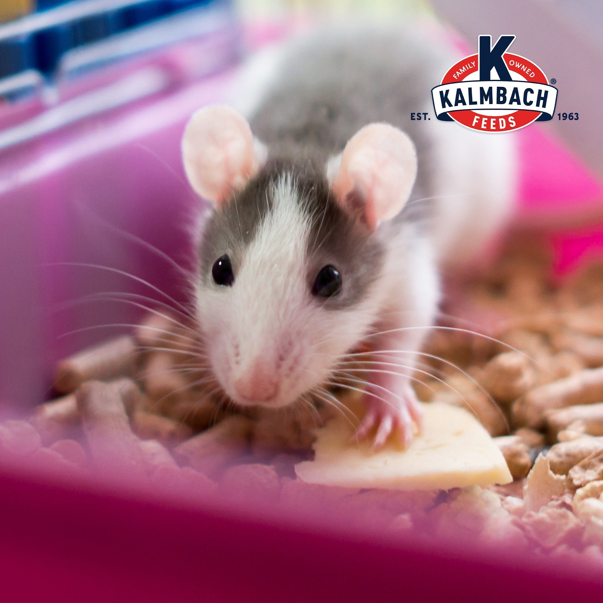 Pet rats enjoying Kalmbach Feeds 18% Rodent Diet