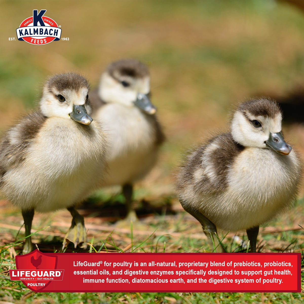 Ducklings with LifeGuard for poultry blend of prebiotics, probiotics, essential oils, and digestive enzymes