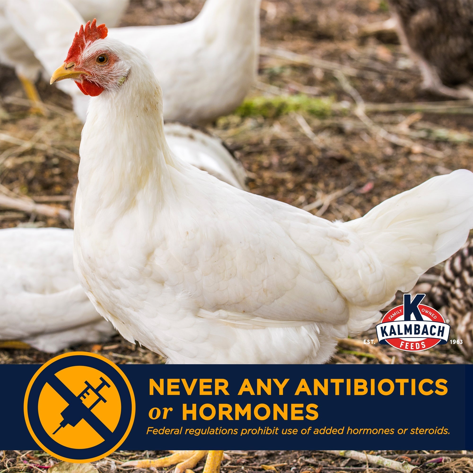 Meat chicken with never any antibiotics or hormones callout