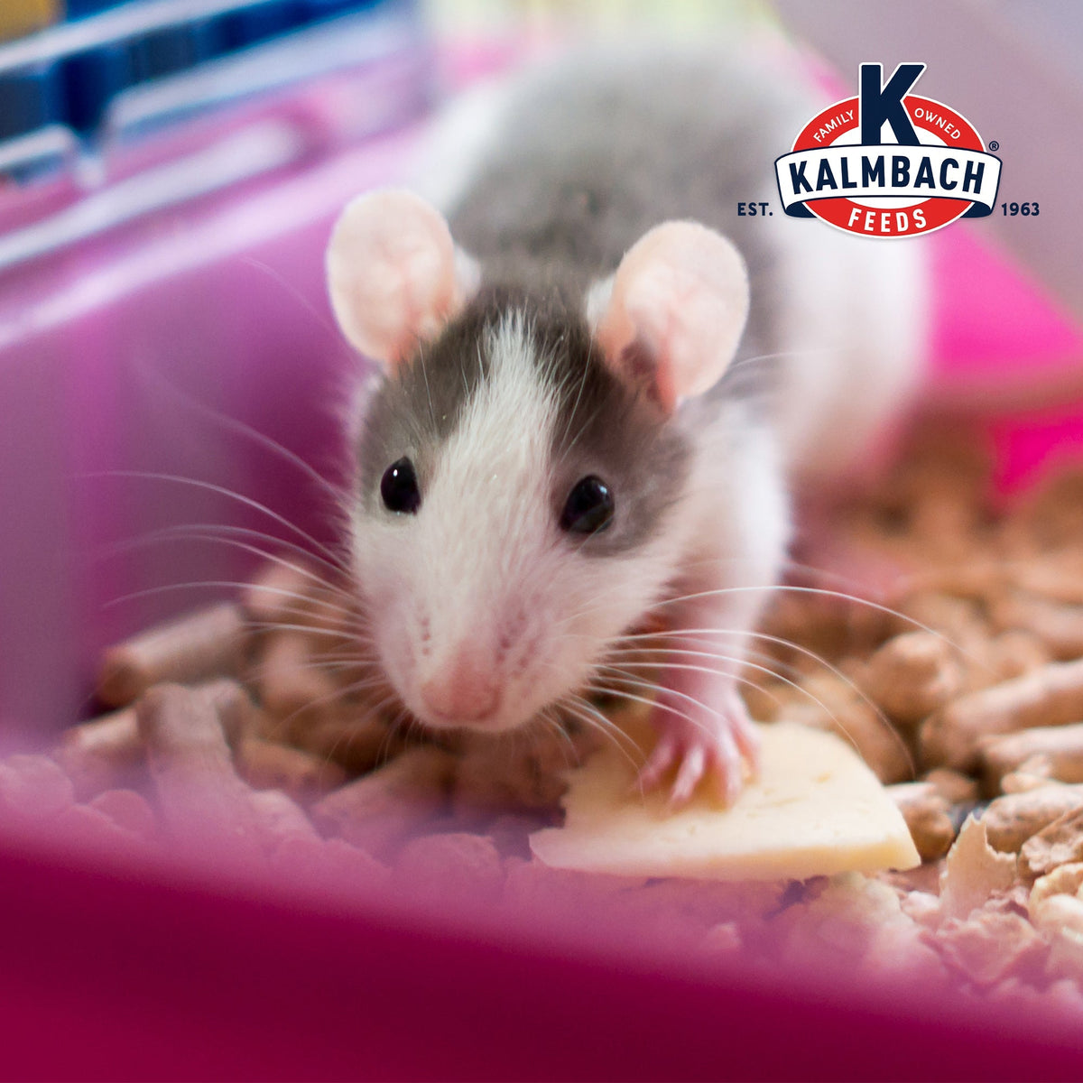 Pet rat in its habitat with Kalmbach Feeds 23% Rodent Diet