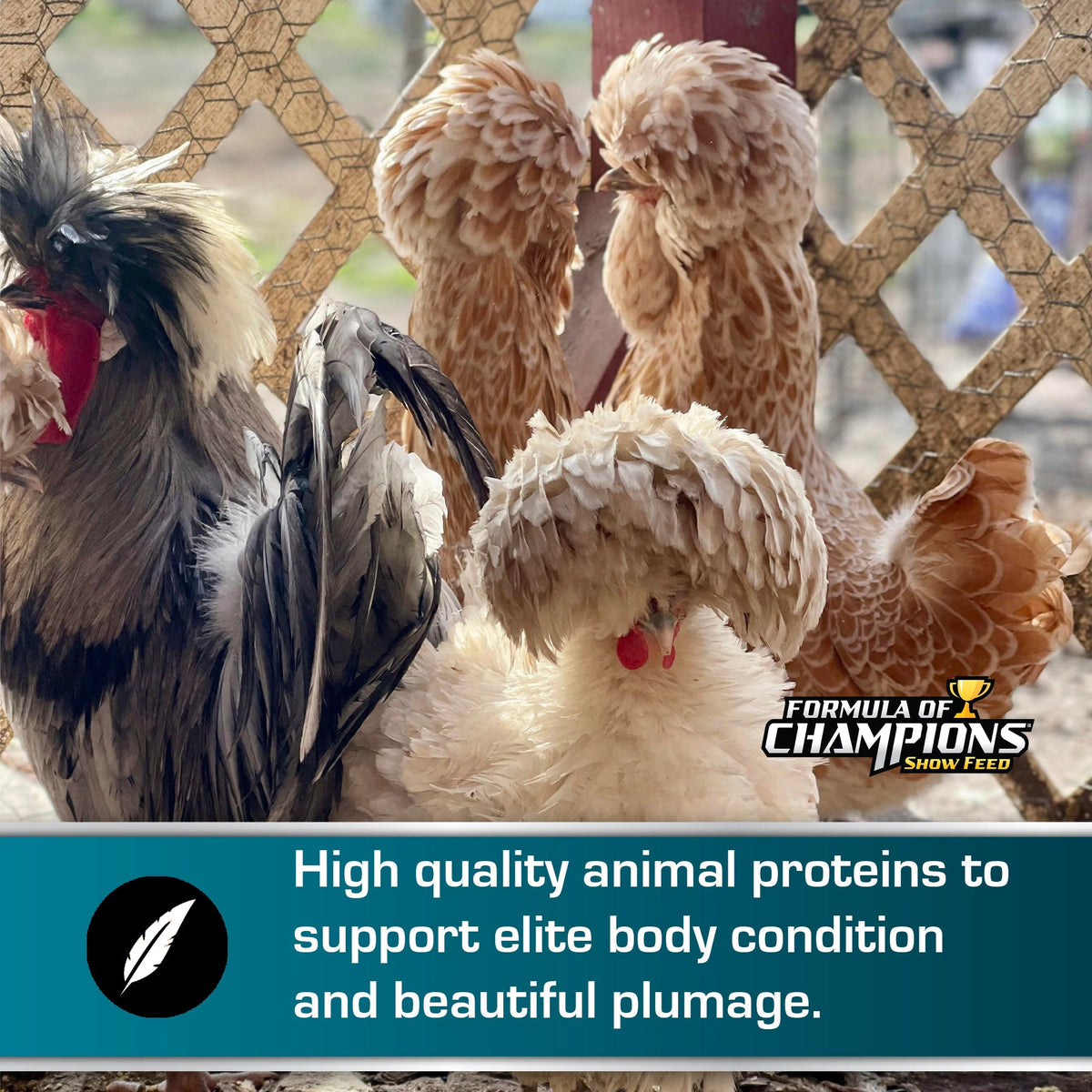 High quality animal proteins support elite body condition and beautiful plumage