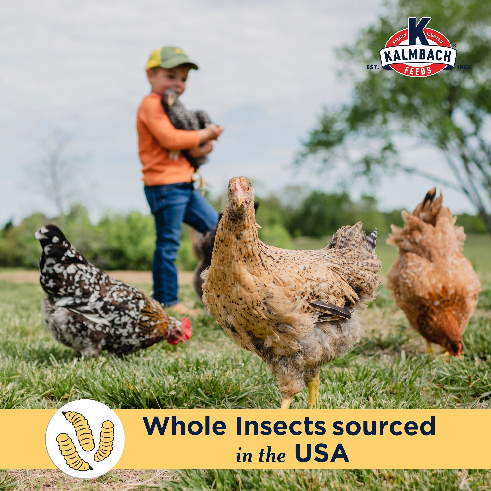 Kalmbach graphic: whole insects sourced in the USA, chickens foraging with child