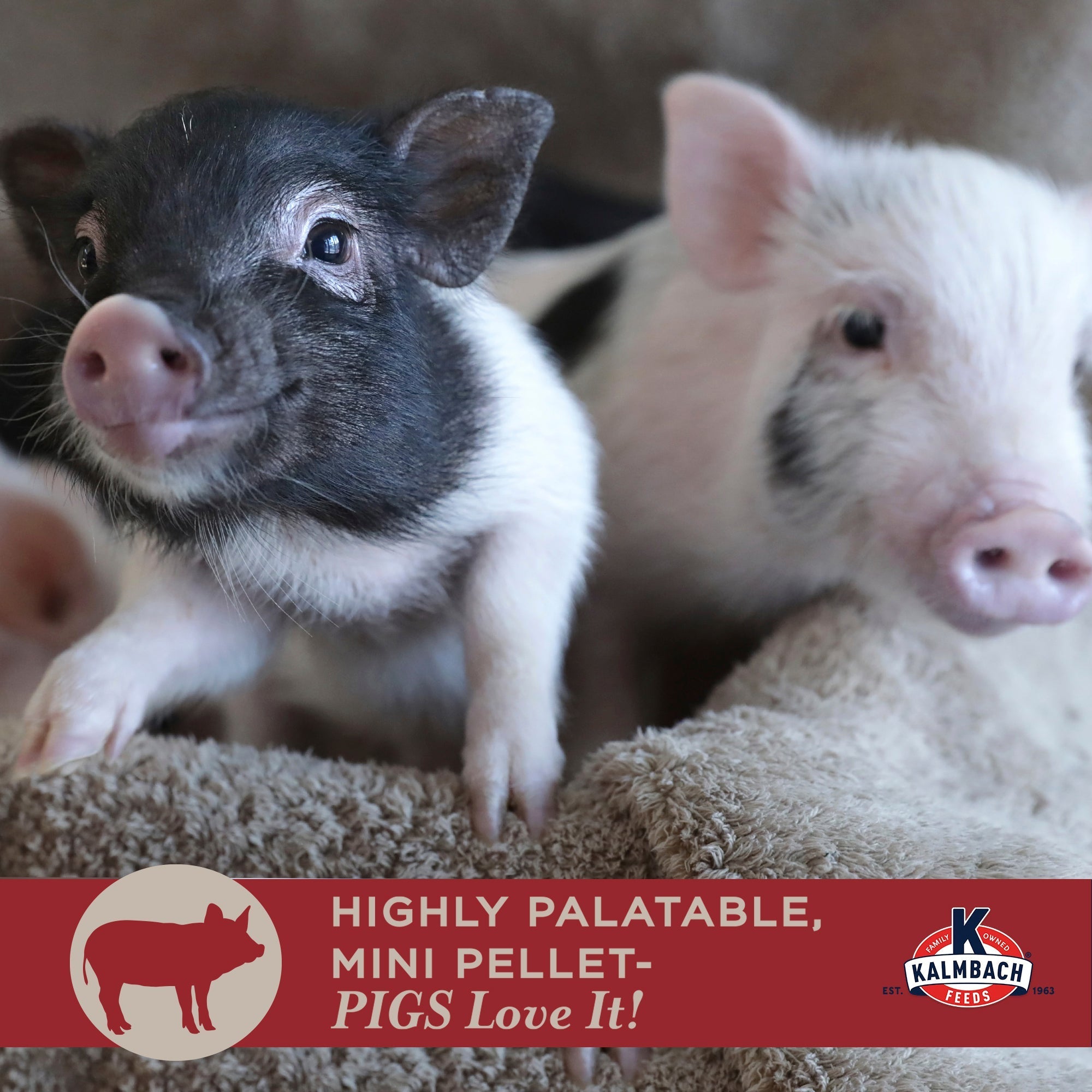 Highly palatable mini pellet that pigs love, two mini piglets
